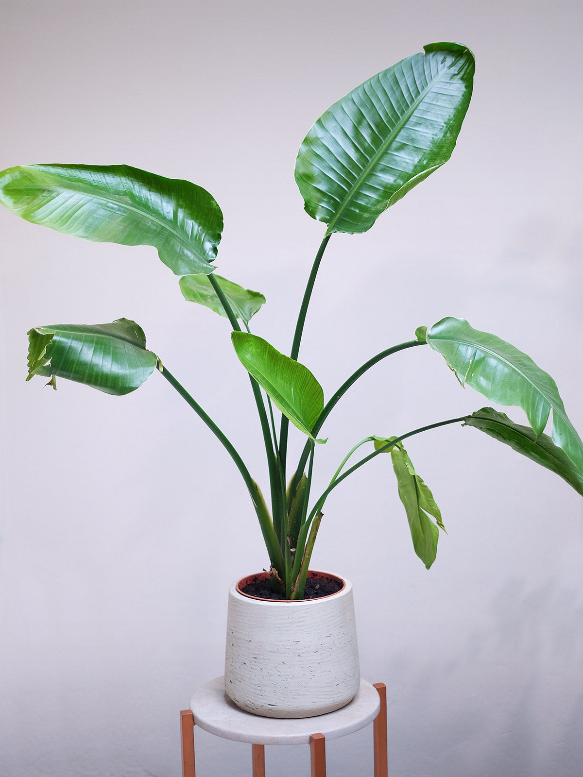 house plants delivery london House Plant London | Plants London