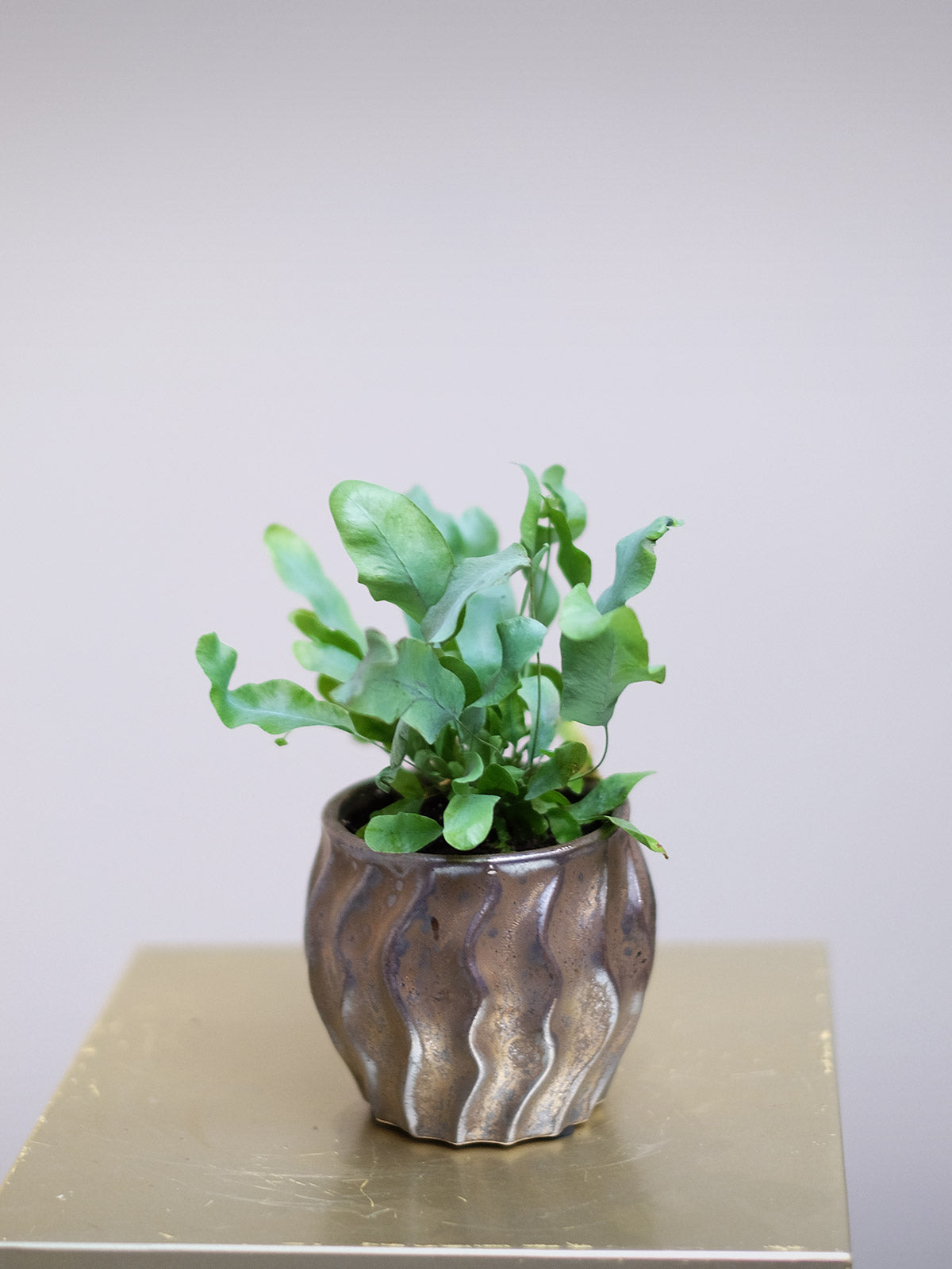 london house plant delivery House Plants London | Small Plants