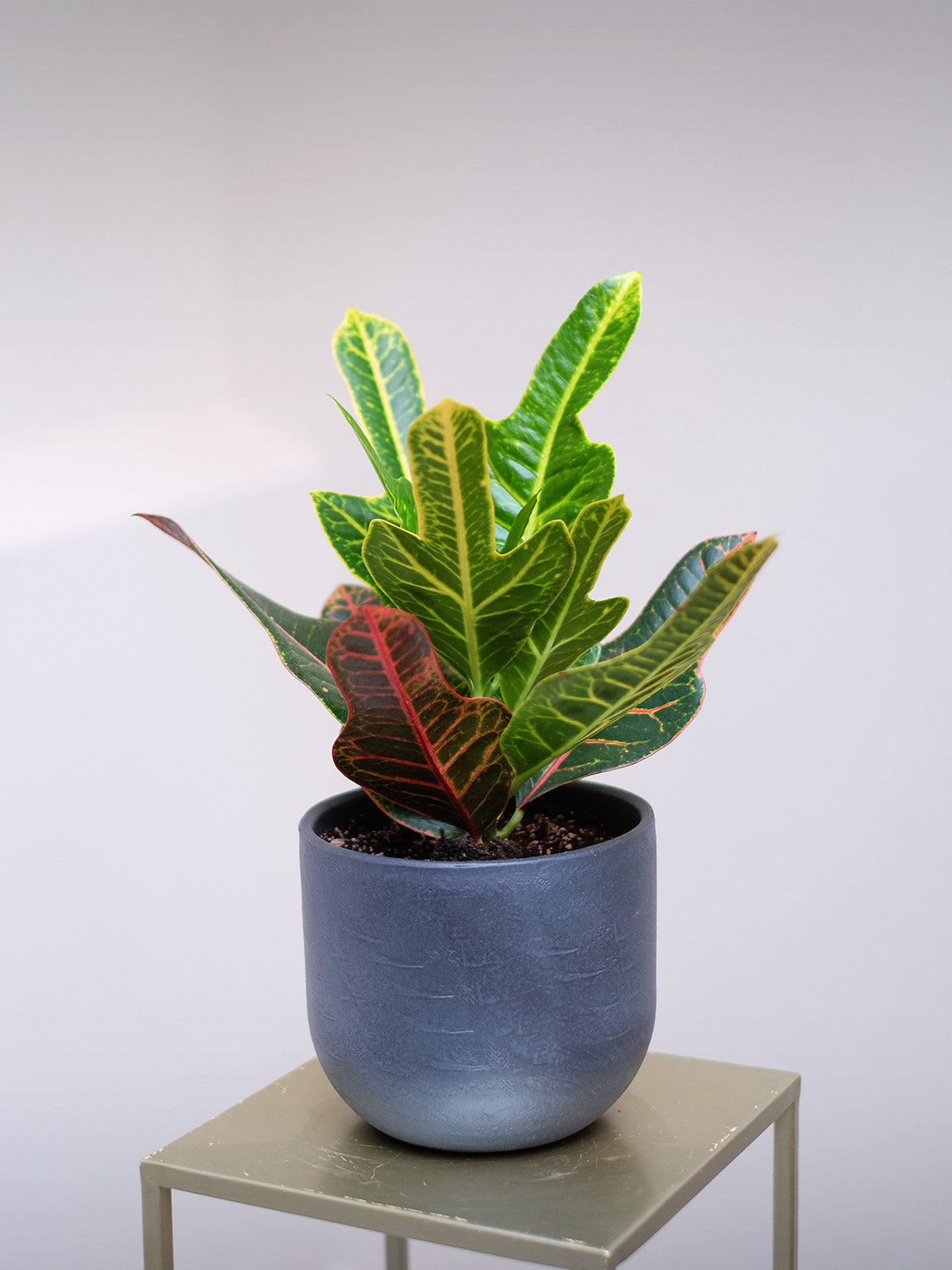 house plant delivery london Indoor plant delivery London | Small Plants