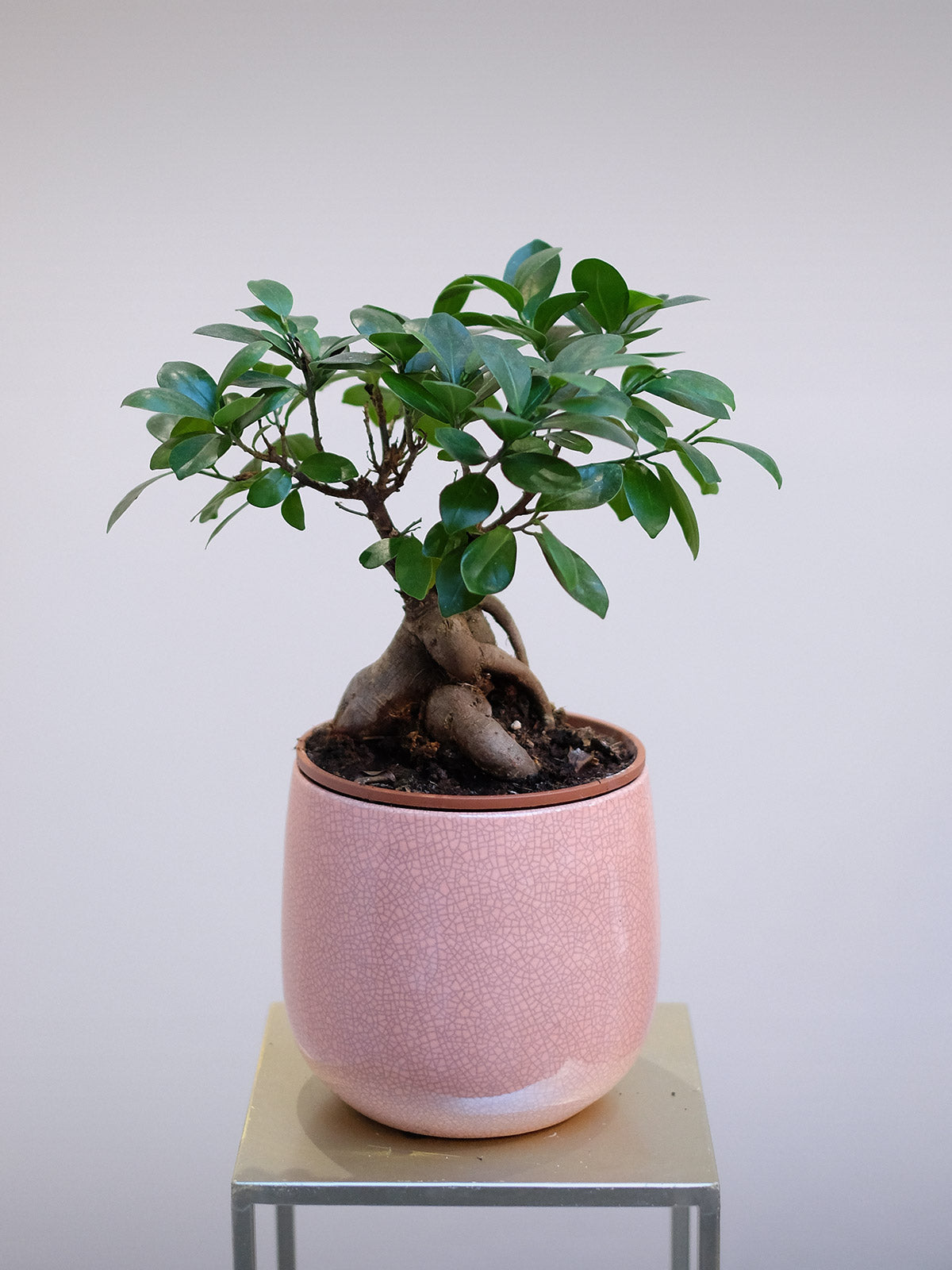 bonsai trees for sale london Bonsai Tree | Plant Delivery London