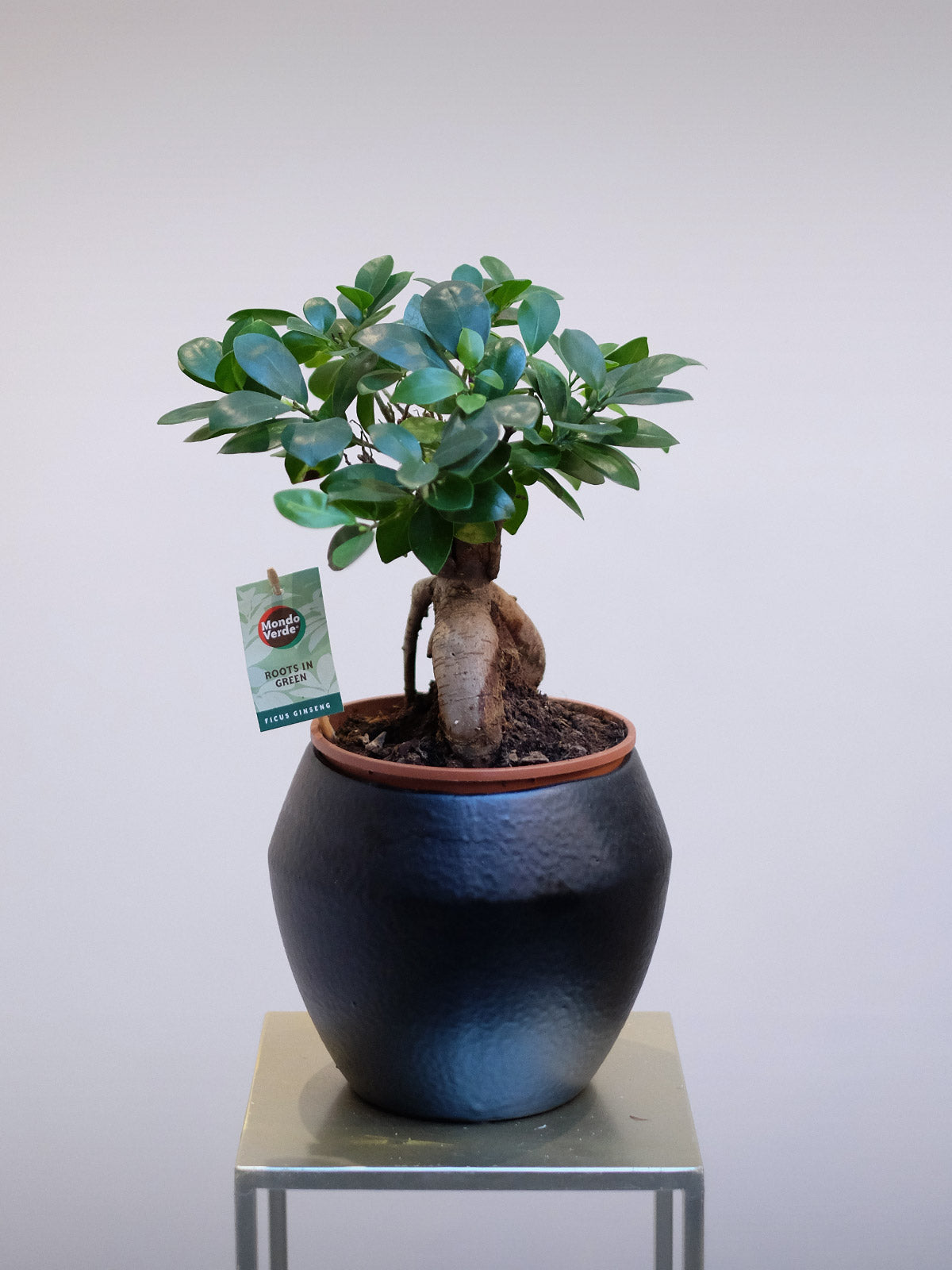 bonsai trees for sale london Bonsai Tree | House Plant | Same Day Plant Delivery London