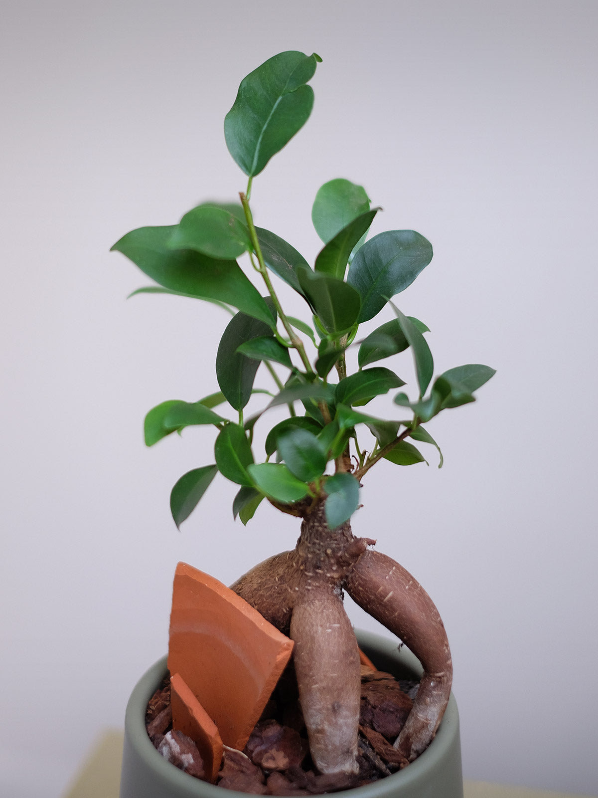Bonsai Tree | House Plant | Order Plants Online London