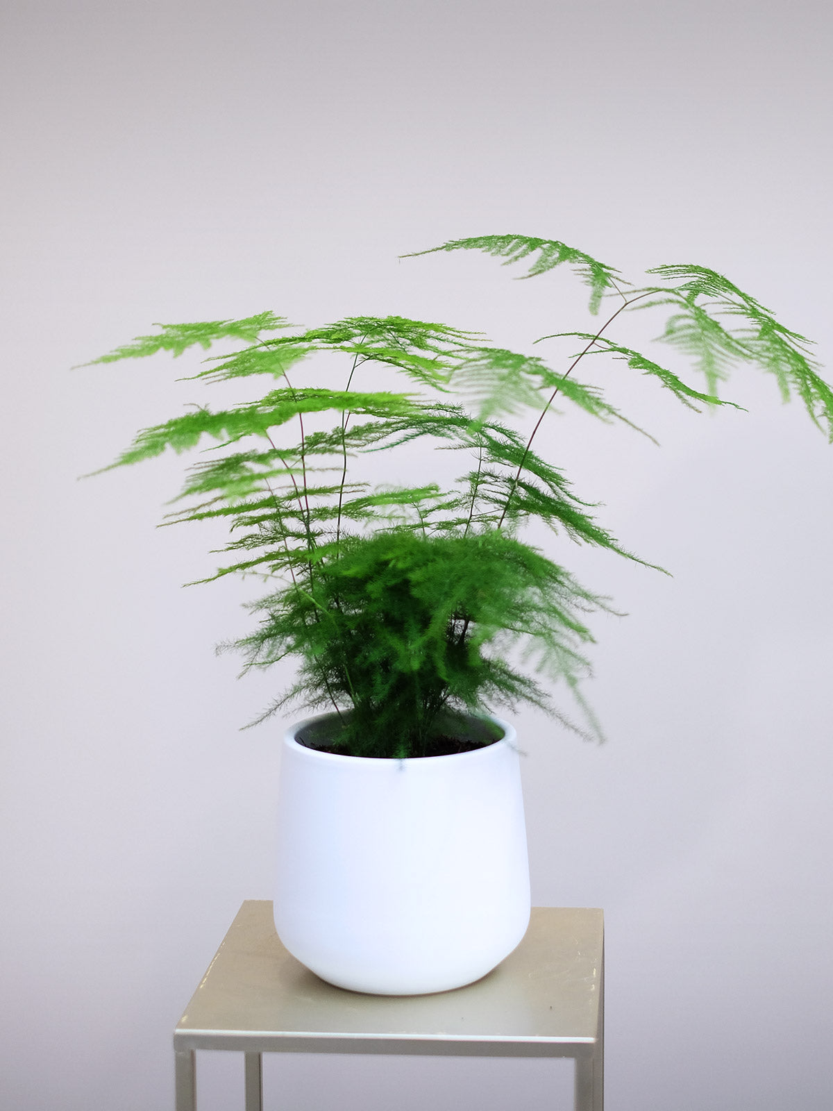 Japanese Fern