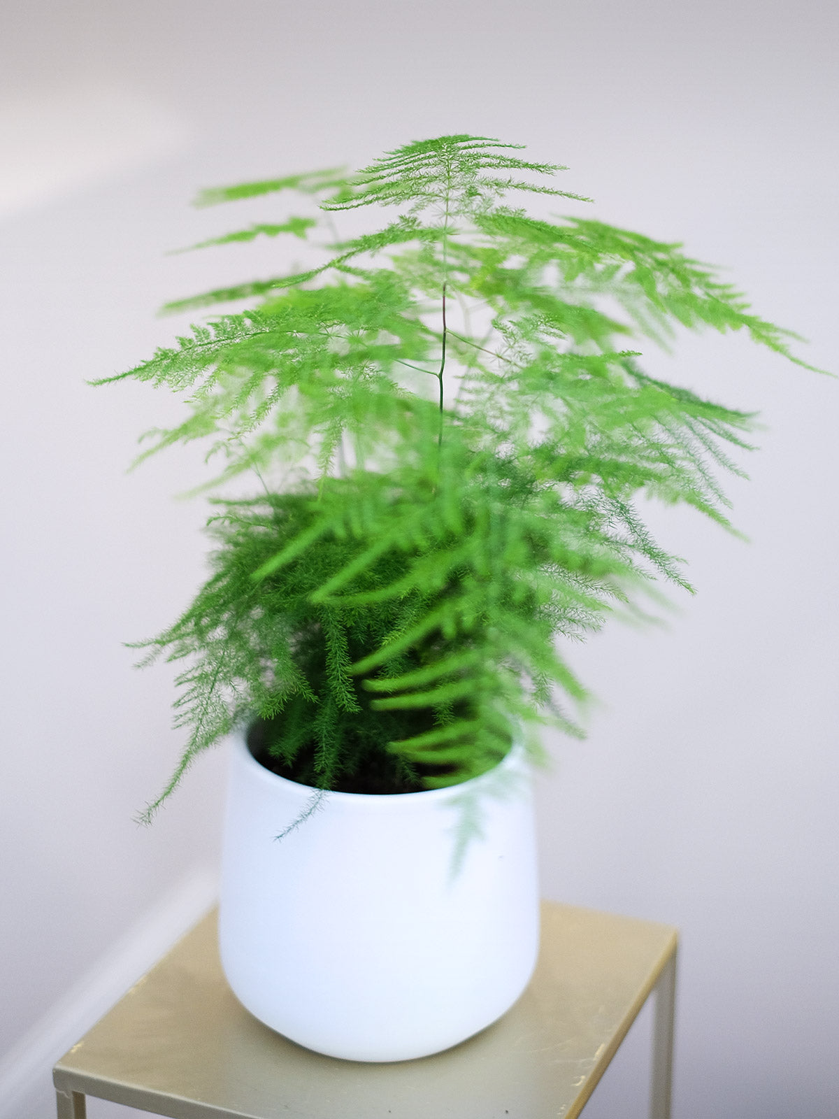 Japanese Fern