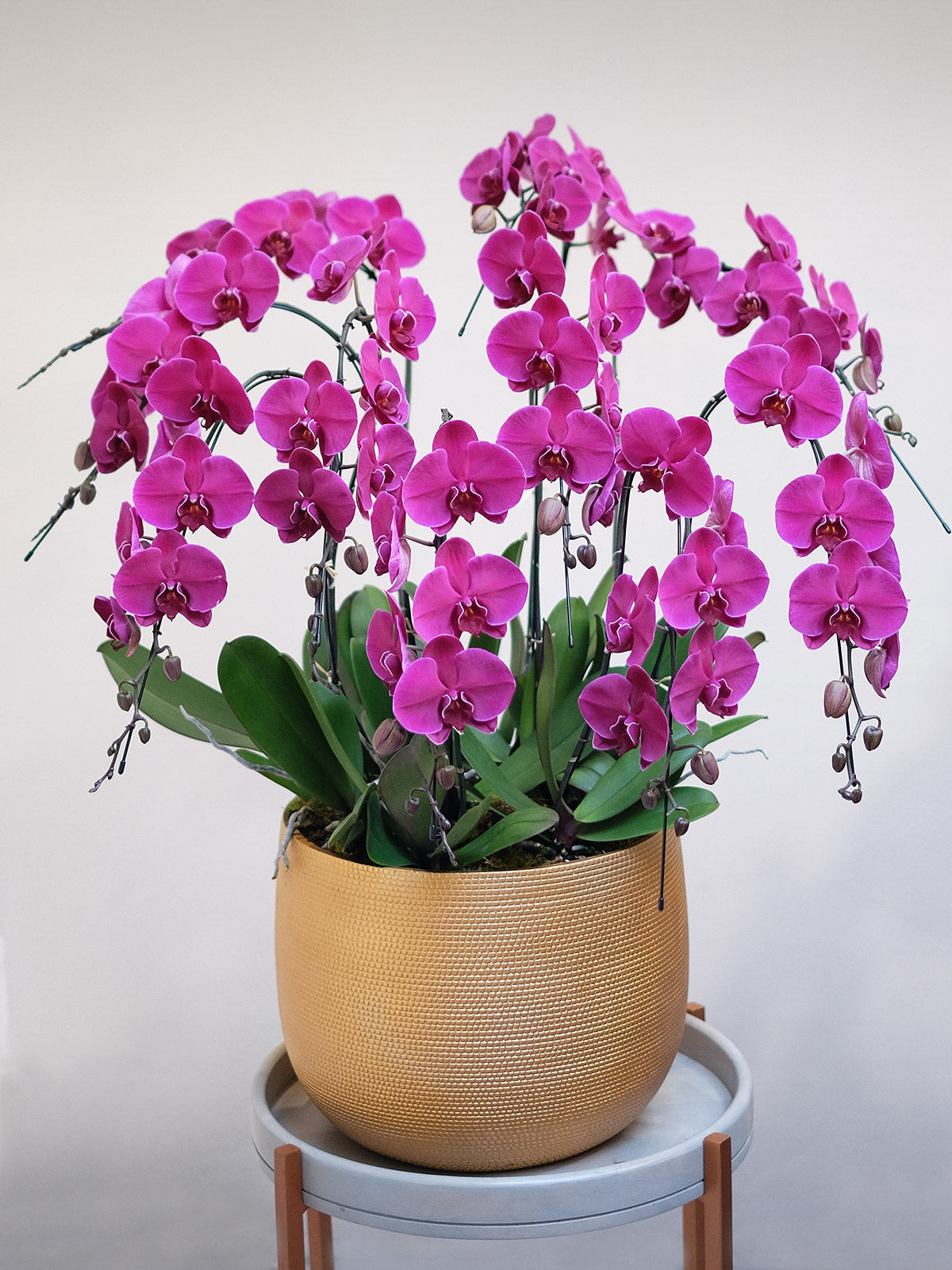 Purple Orchids | Large Orchid