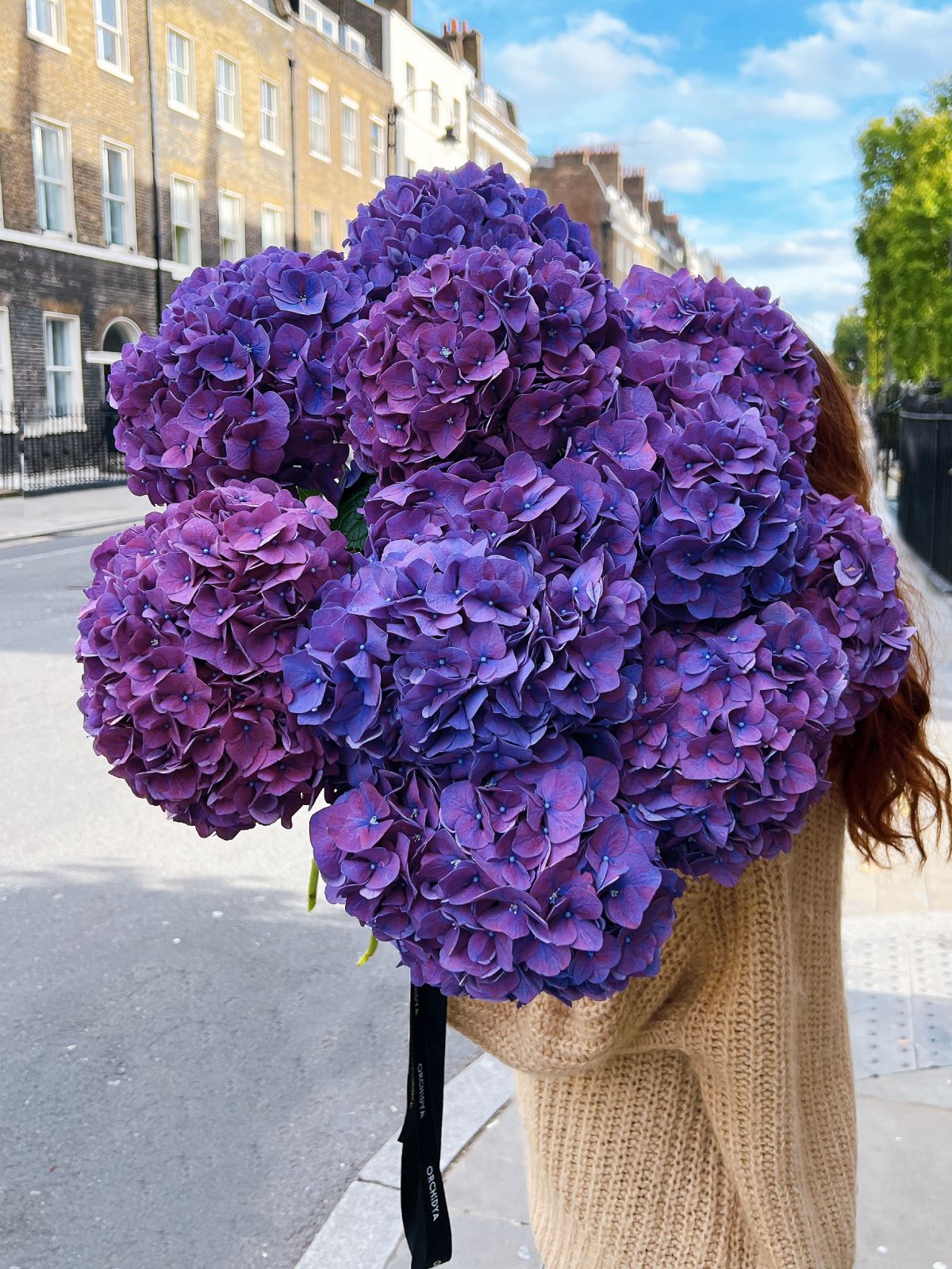 Purple Hydrangeas