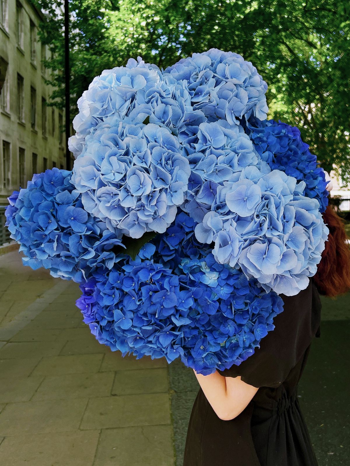Blue Hydrangea