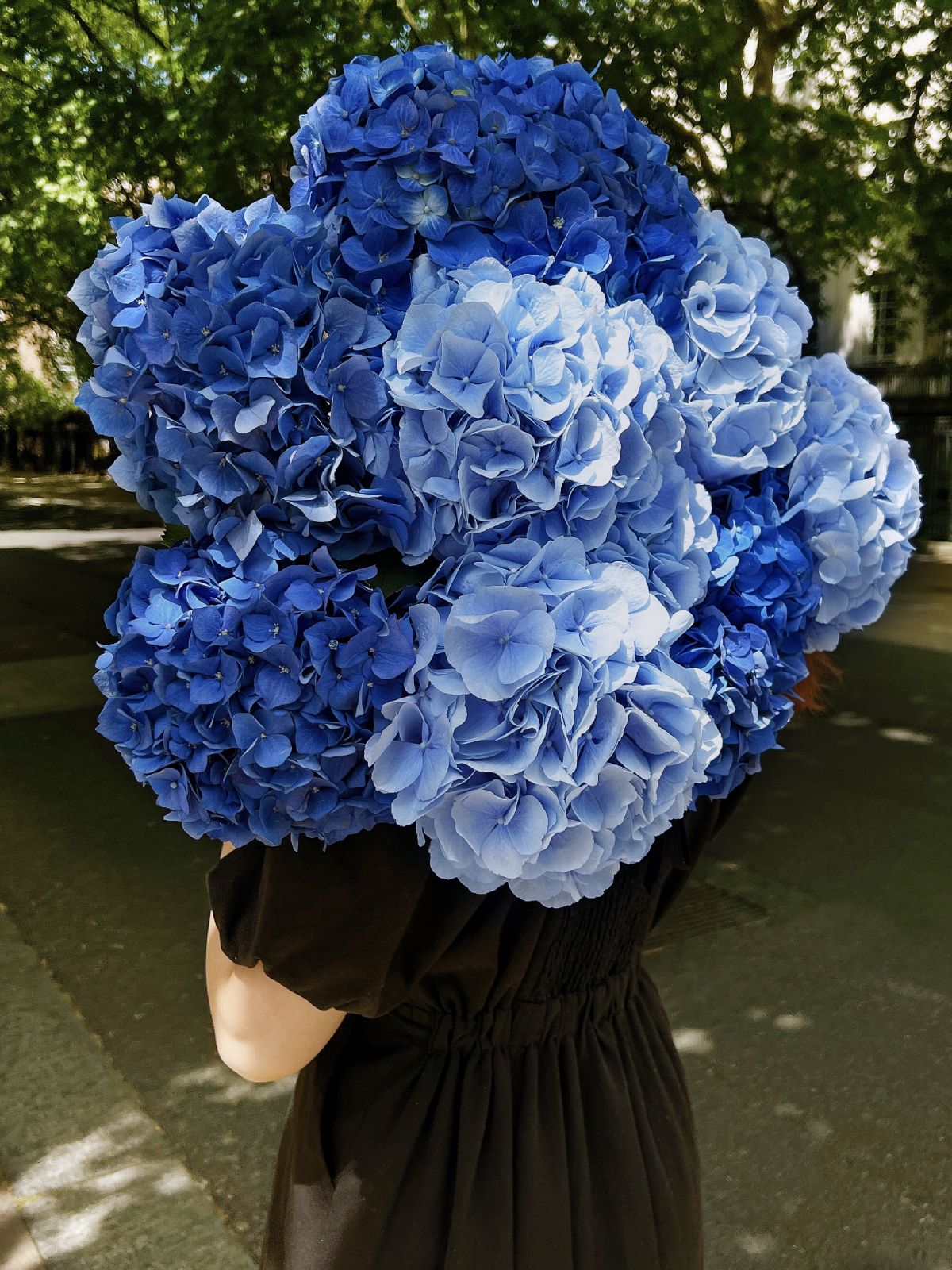 Blue Hydrangea