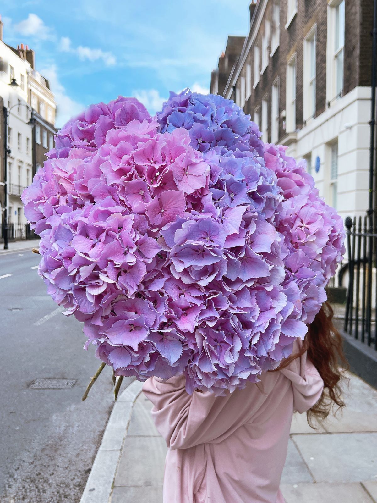 Royal Lilac Hydrangeas