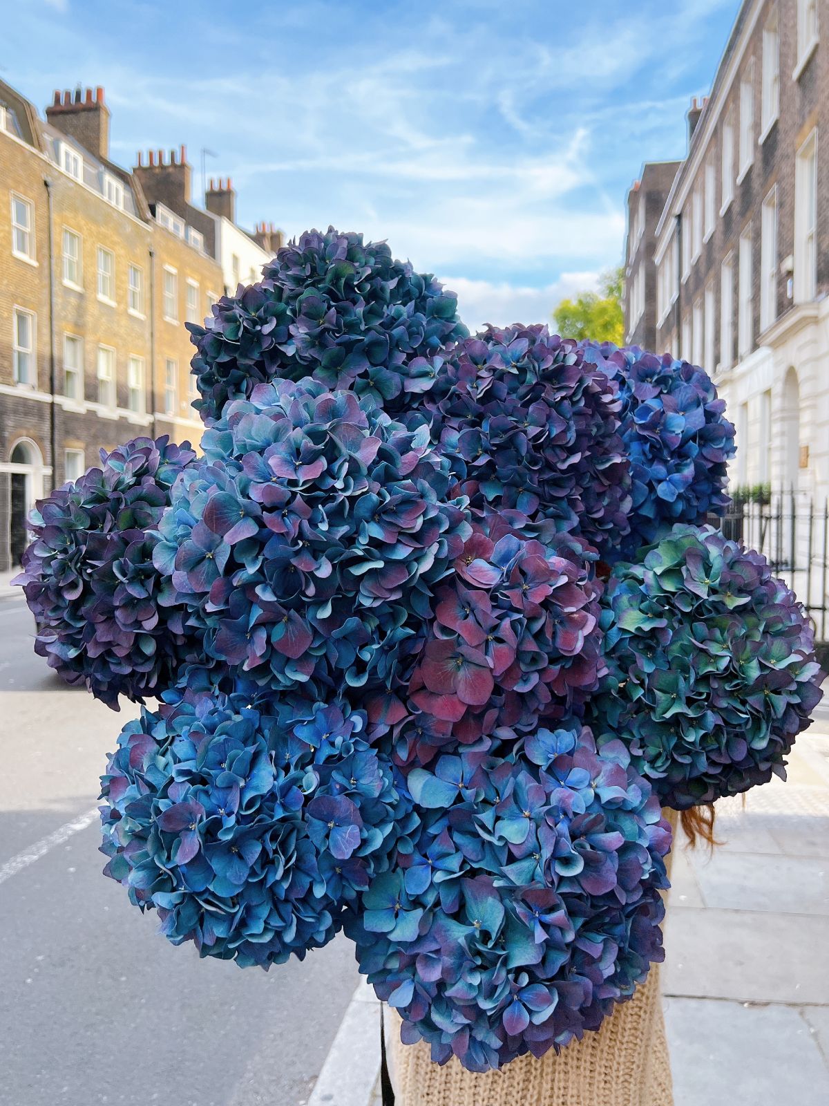Antique Blue Hydrangeas