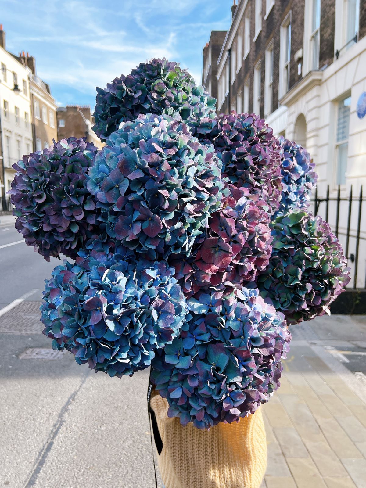 Antique Blue Hydrangeas