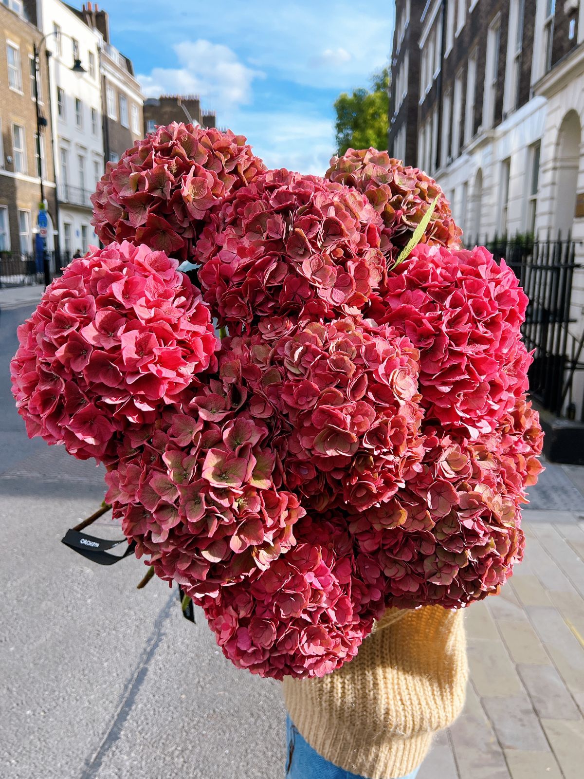 Autumn Pink Hydrangeas