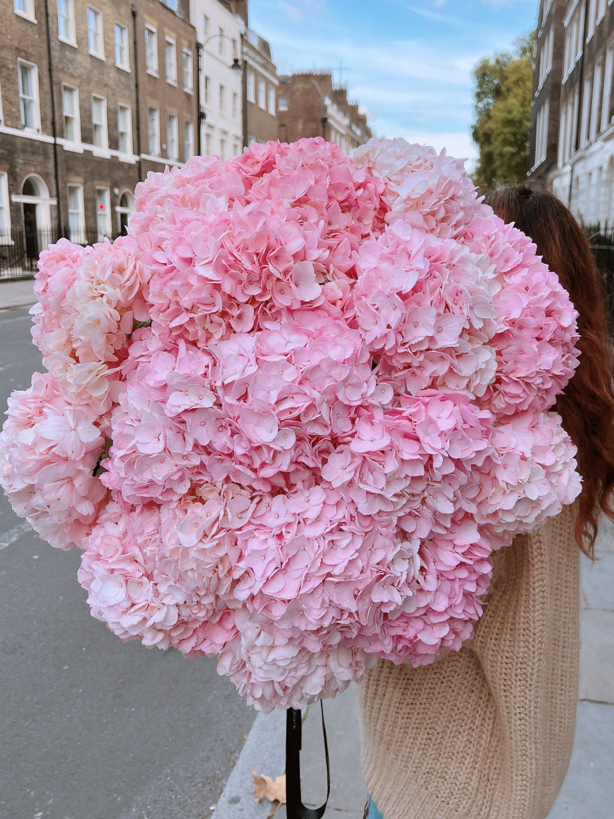 Baby Pink Hydrangeas