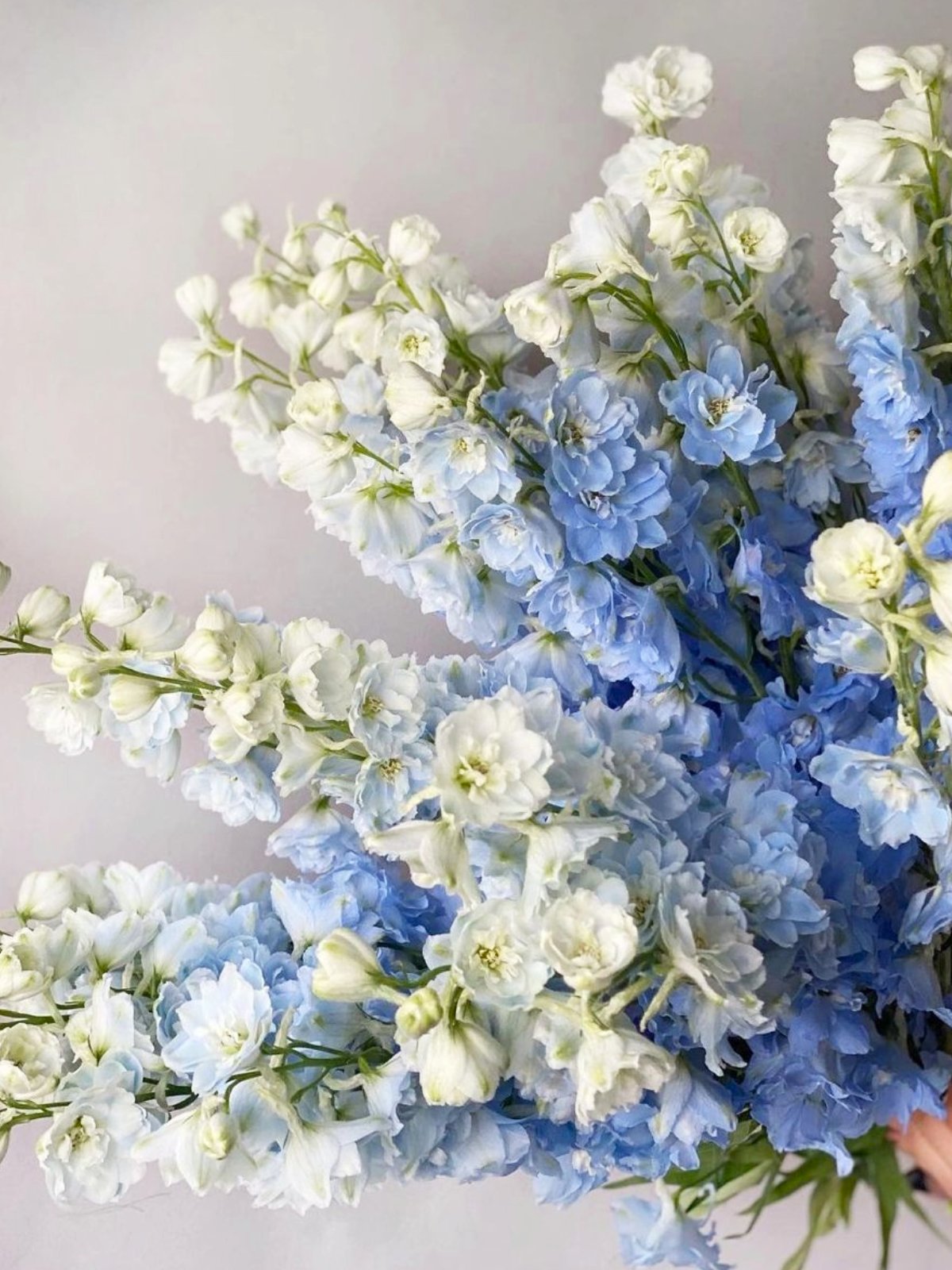 Blue Delphinium