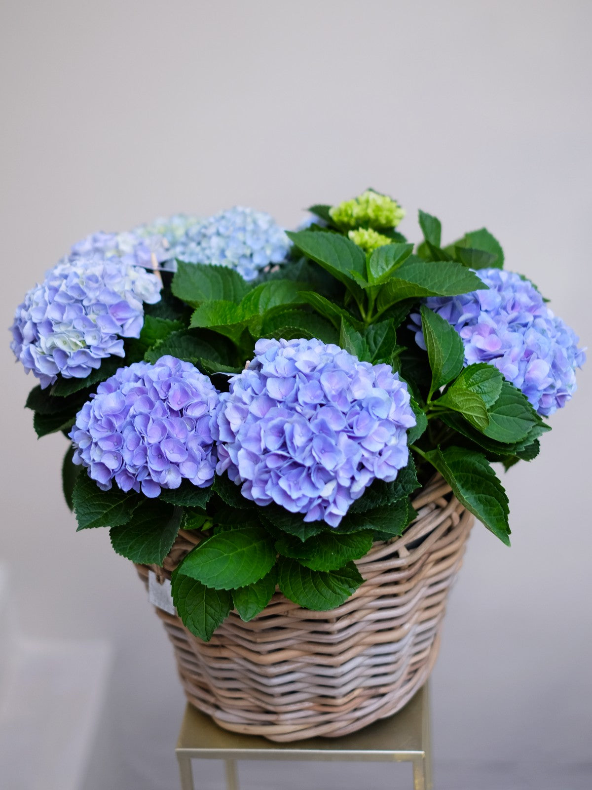 Blue Hydrangea Basket