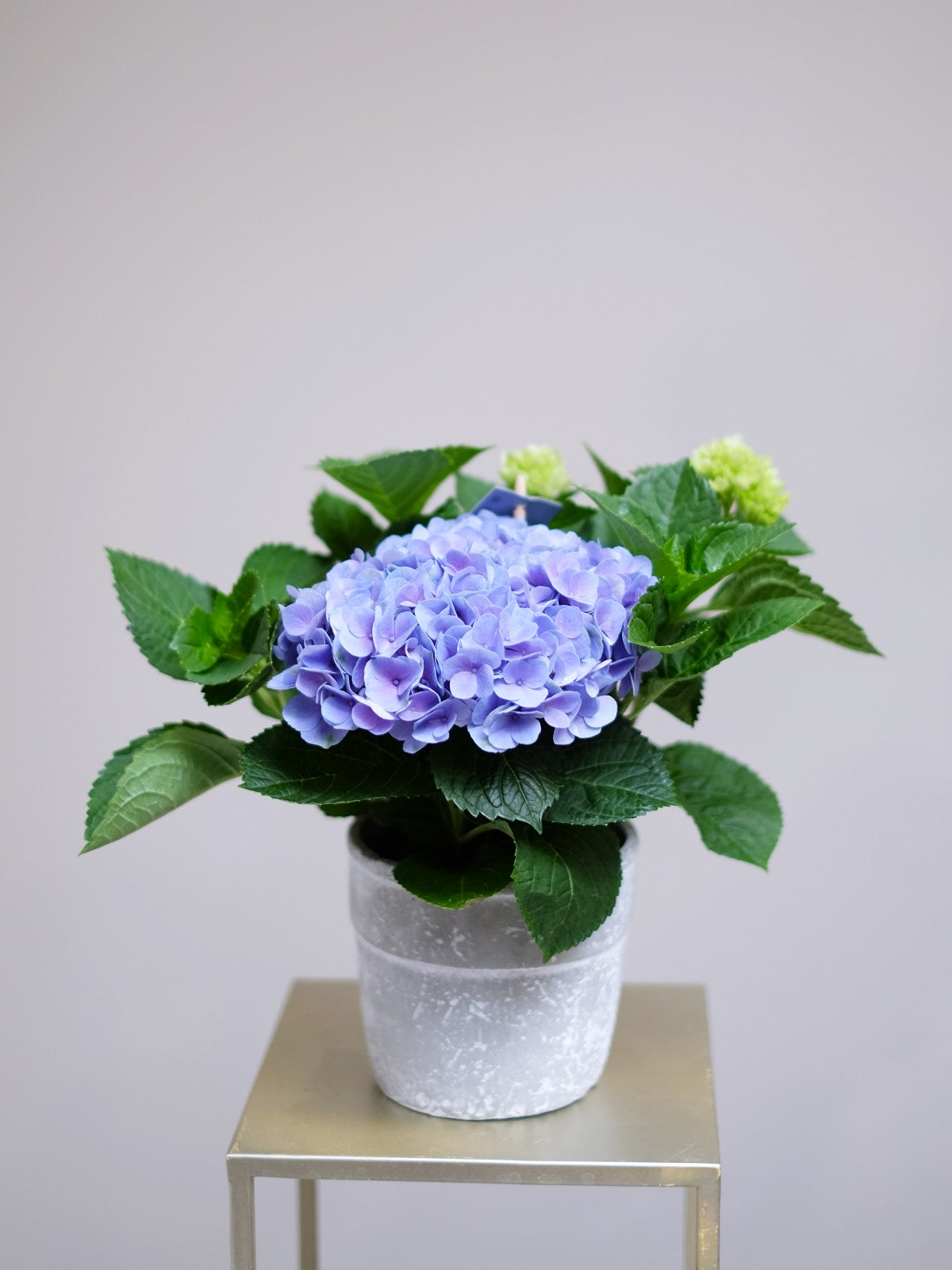 Blue Hydrangea Plant