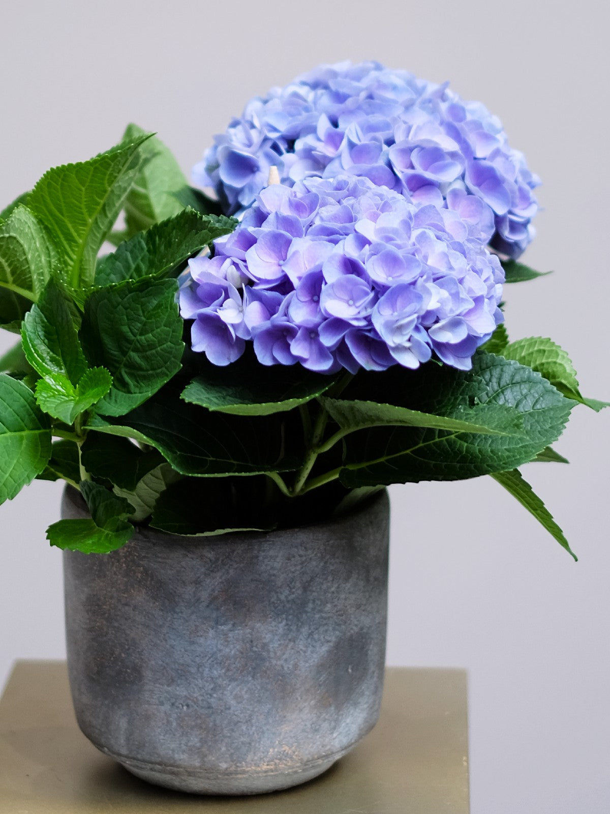 Blue Hydrangea Plant