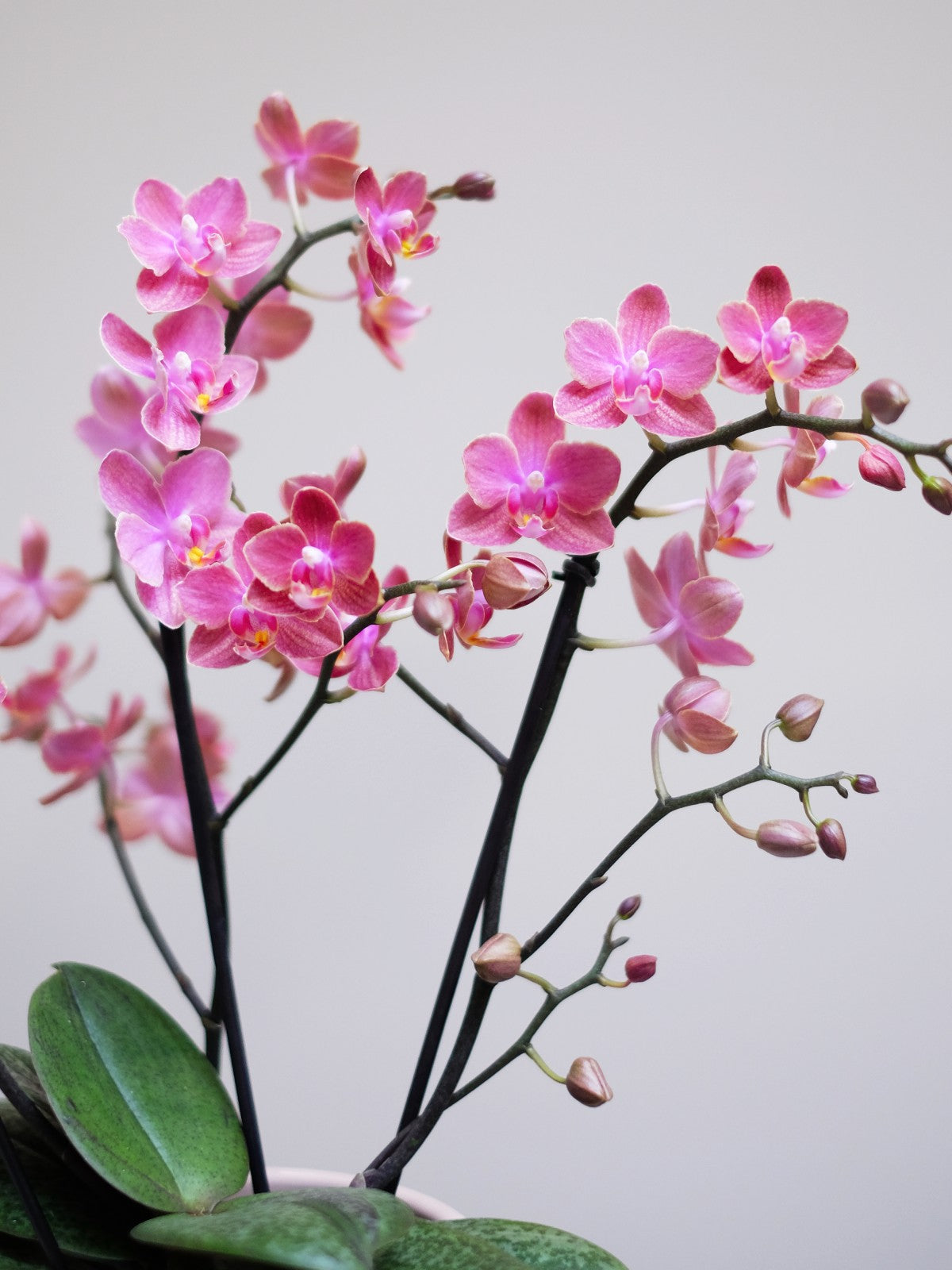 Pink Perfume