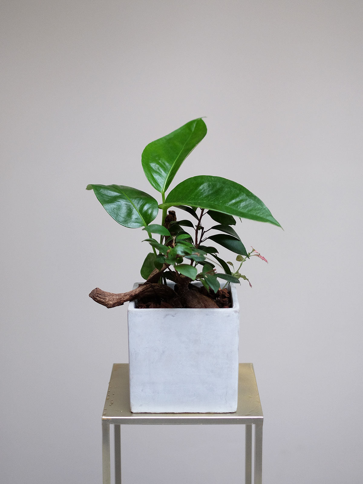 london house plant delivery Indoor Plant Delivery London | Small Plants