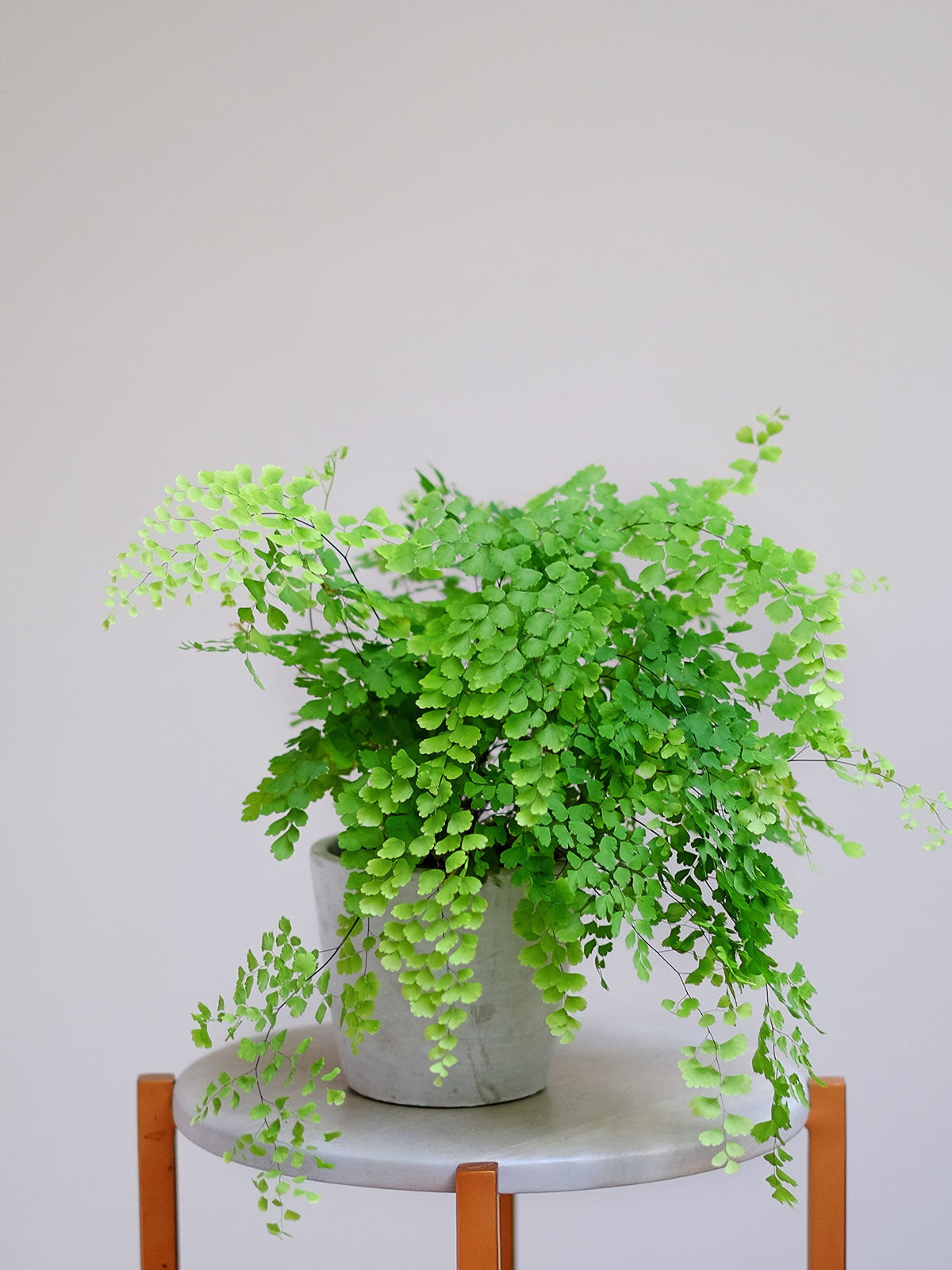 house plant delivery london House Plant London | Small Plants