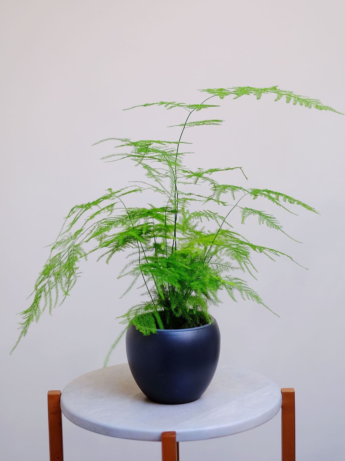 indoor plant delivery london House Plant London | Plants London