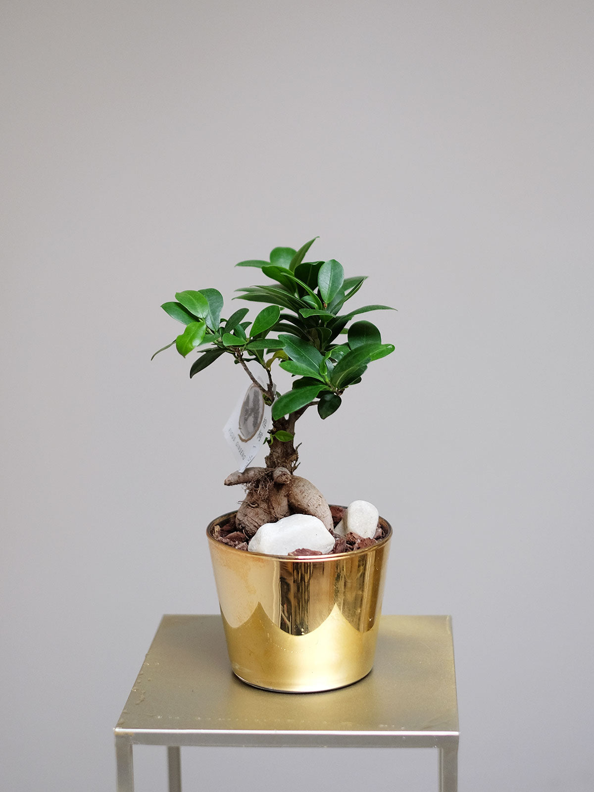 bonsai tree for sale london Bonsai Tree | House Plant London