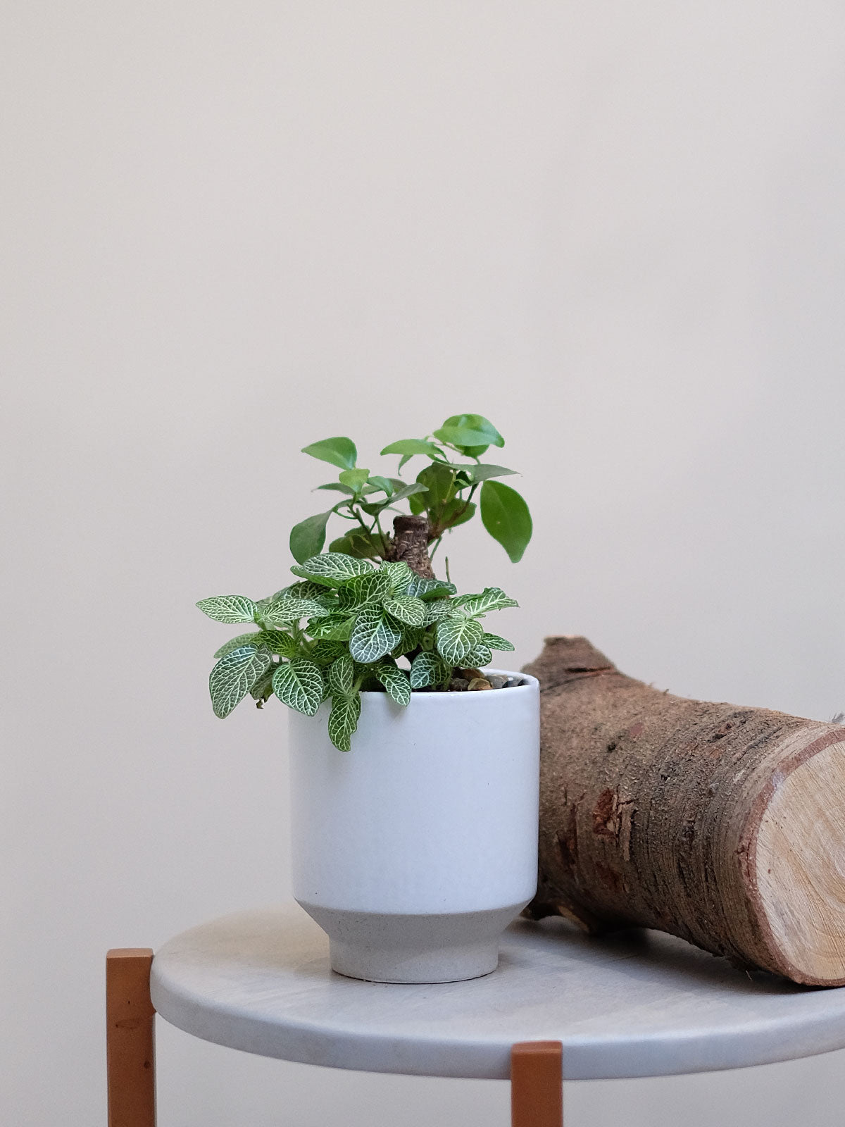 indoor plant delivery london Indoor Plant Delivery London | Small Plants