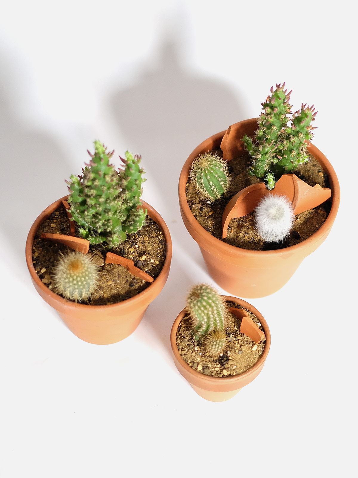 Cactus Trio