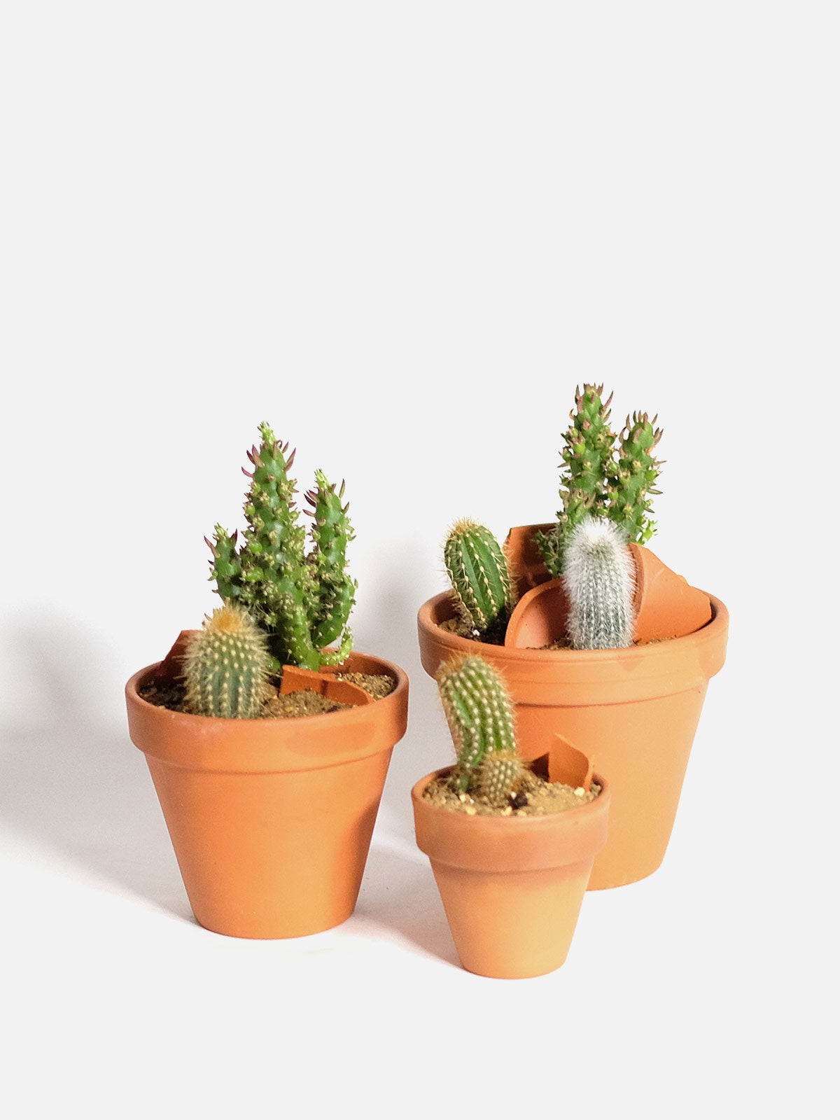 Cactus Trio