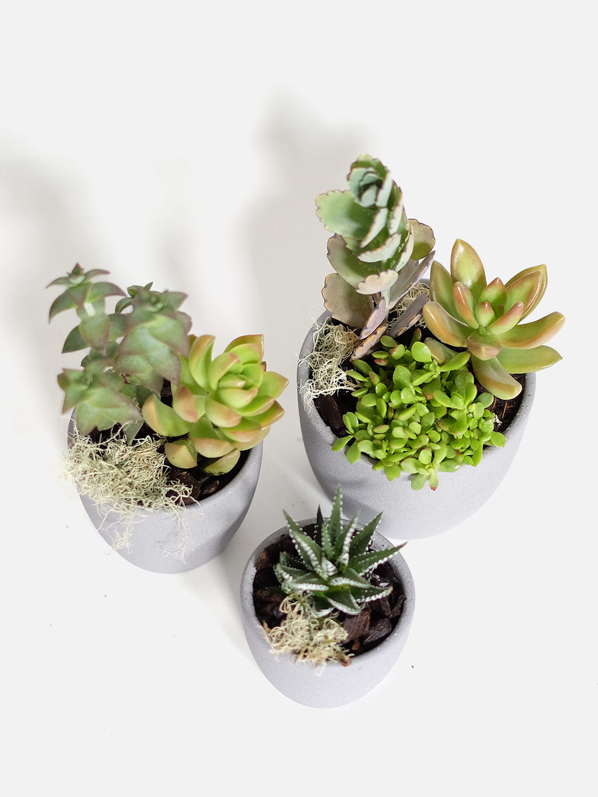 Succulent Family