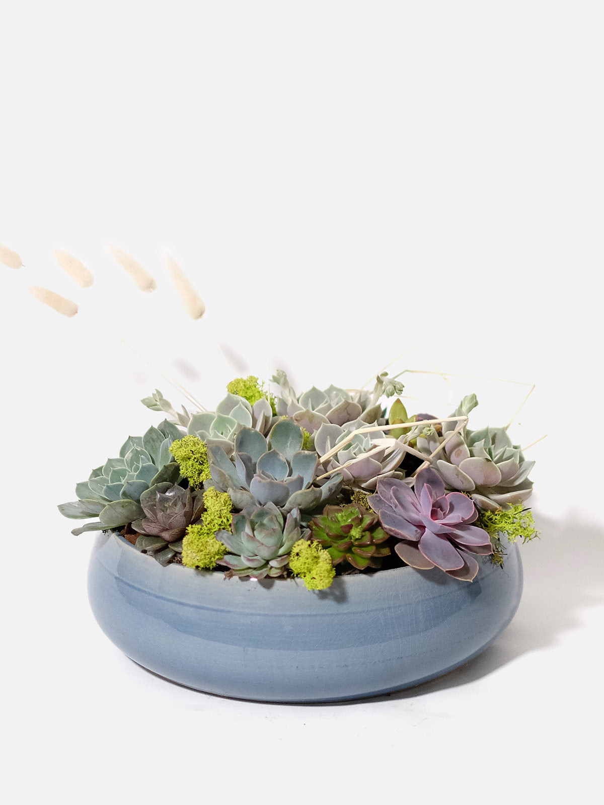 succulents london Succulents Delivery London | Plants London