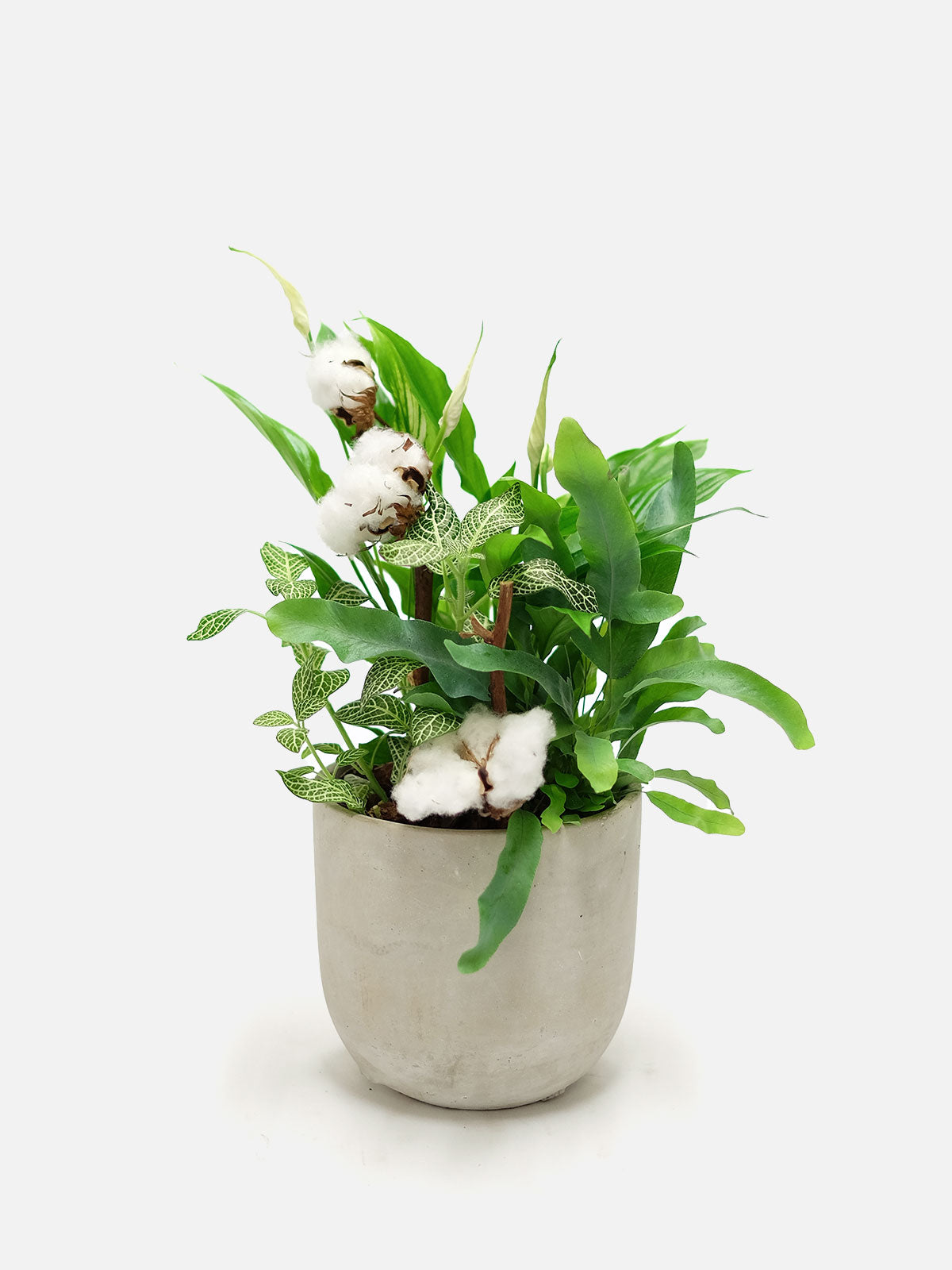 indoor plant delivery london Indoor Plant Delivery London | Small Plants