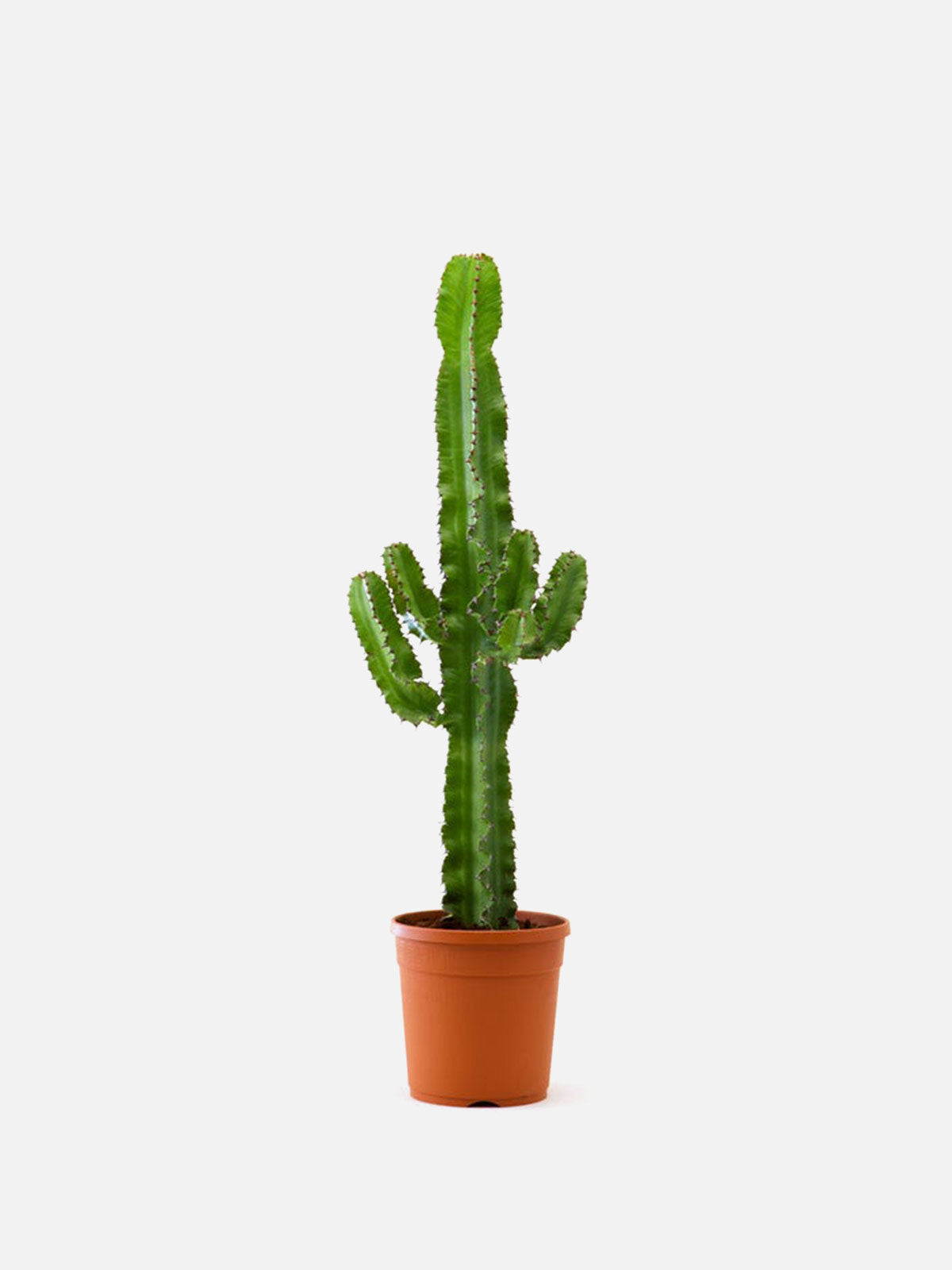 Euphorbia Erytrea ‘Cactus’
