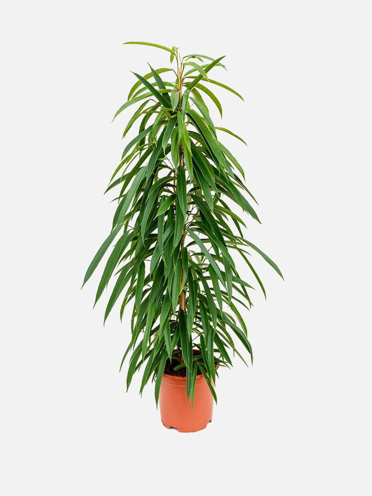 Ficus Bin Alii