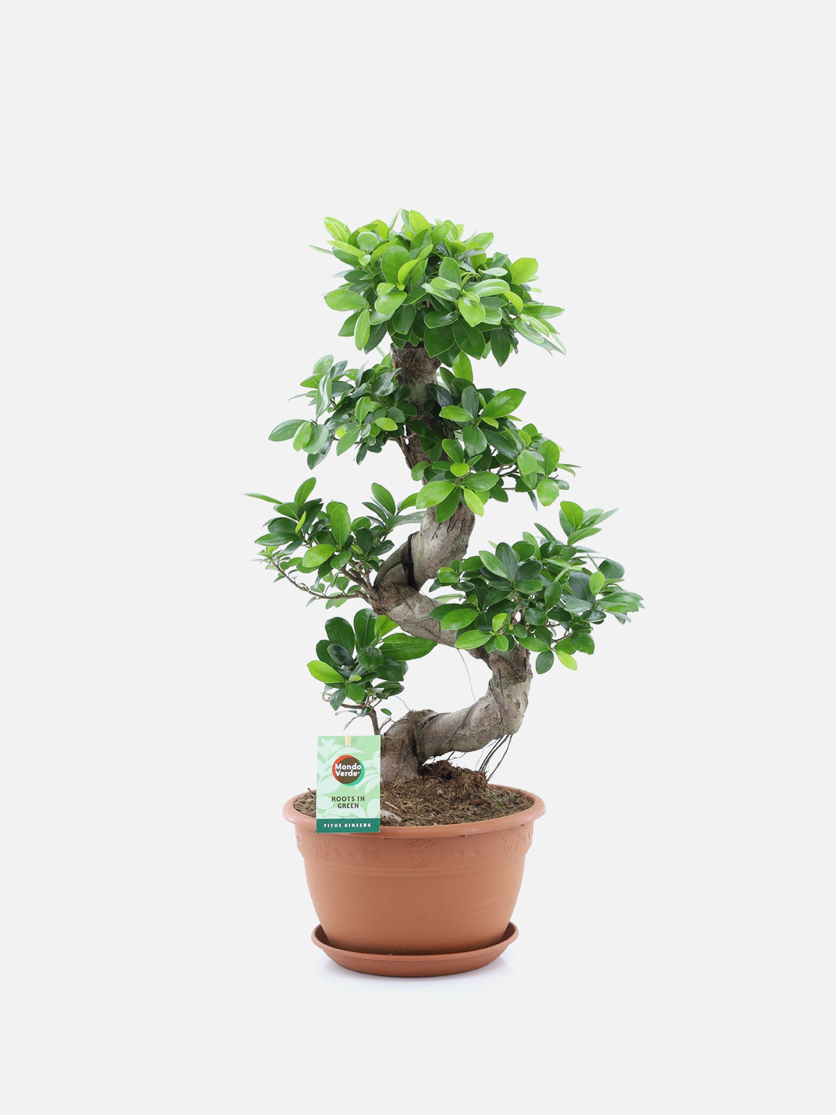 bonsai tree shop london Ficus Ginseng ‘Bonsai Tree’