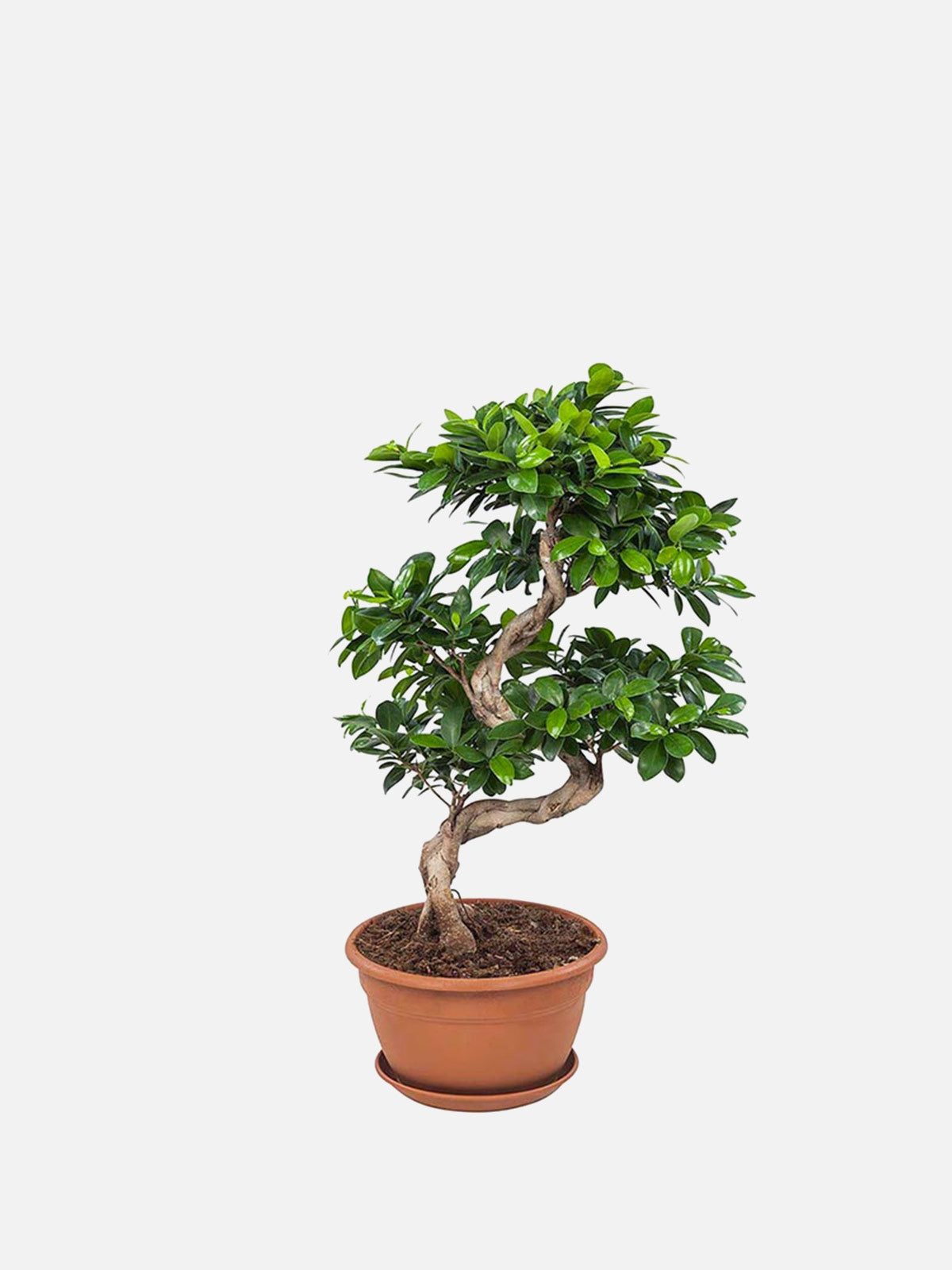 Ficus Ginseng ‘Bonsai Tree’