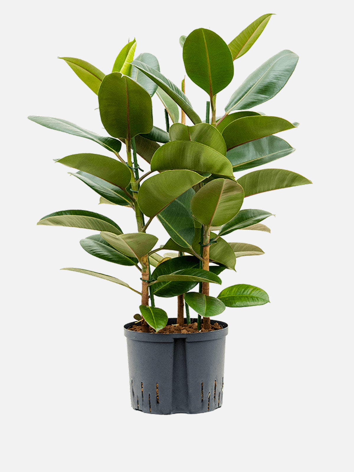 Ficus Robusta