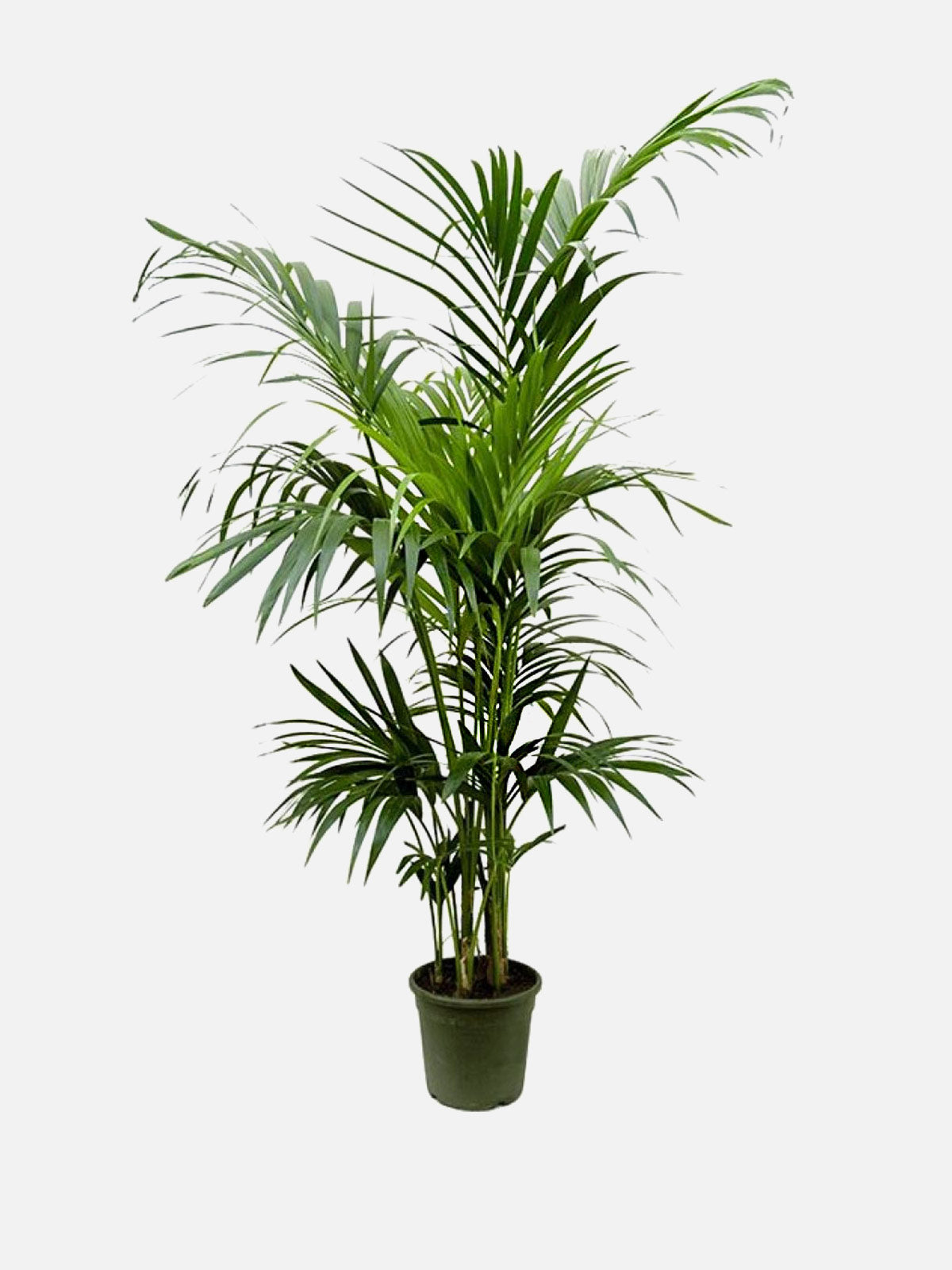 Howea Forsteriana ‘Palm’