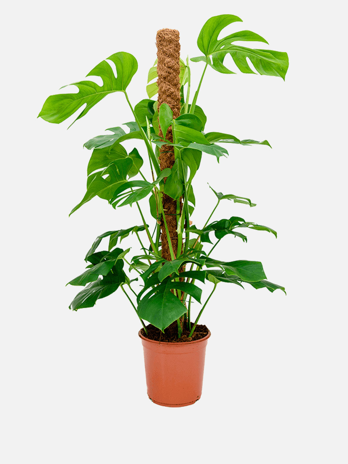 london house plant delivery Monstera Mosstok