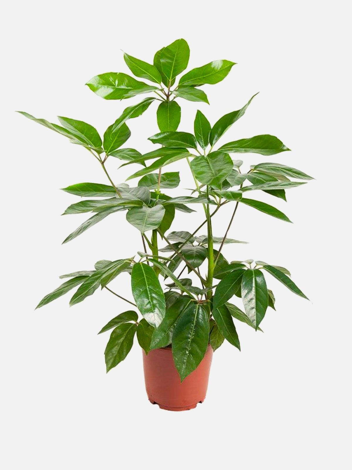 Schefflera Amata