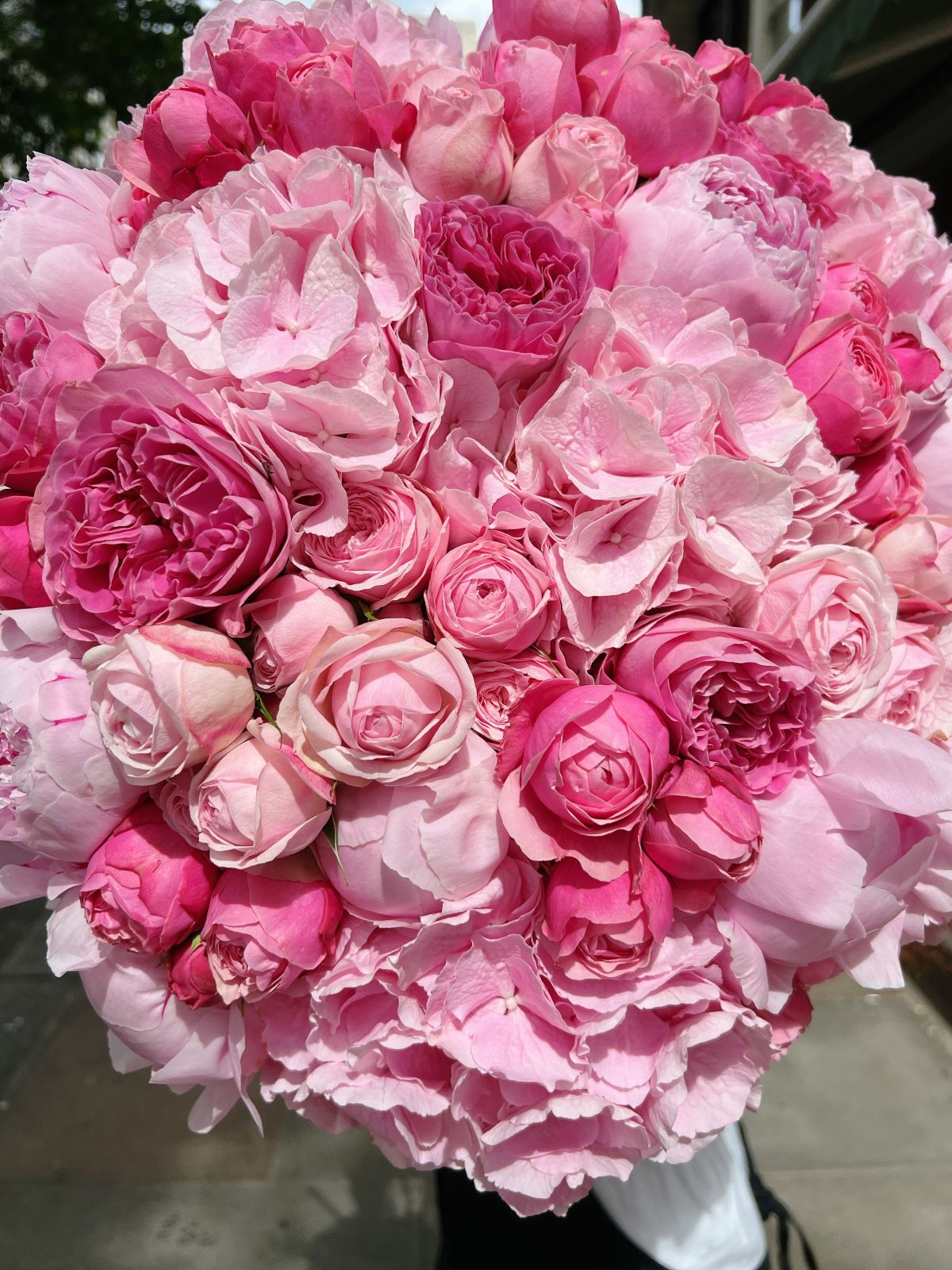 Mayfair Blush