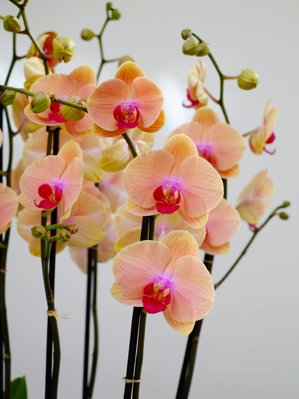 Apricotte