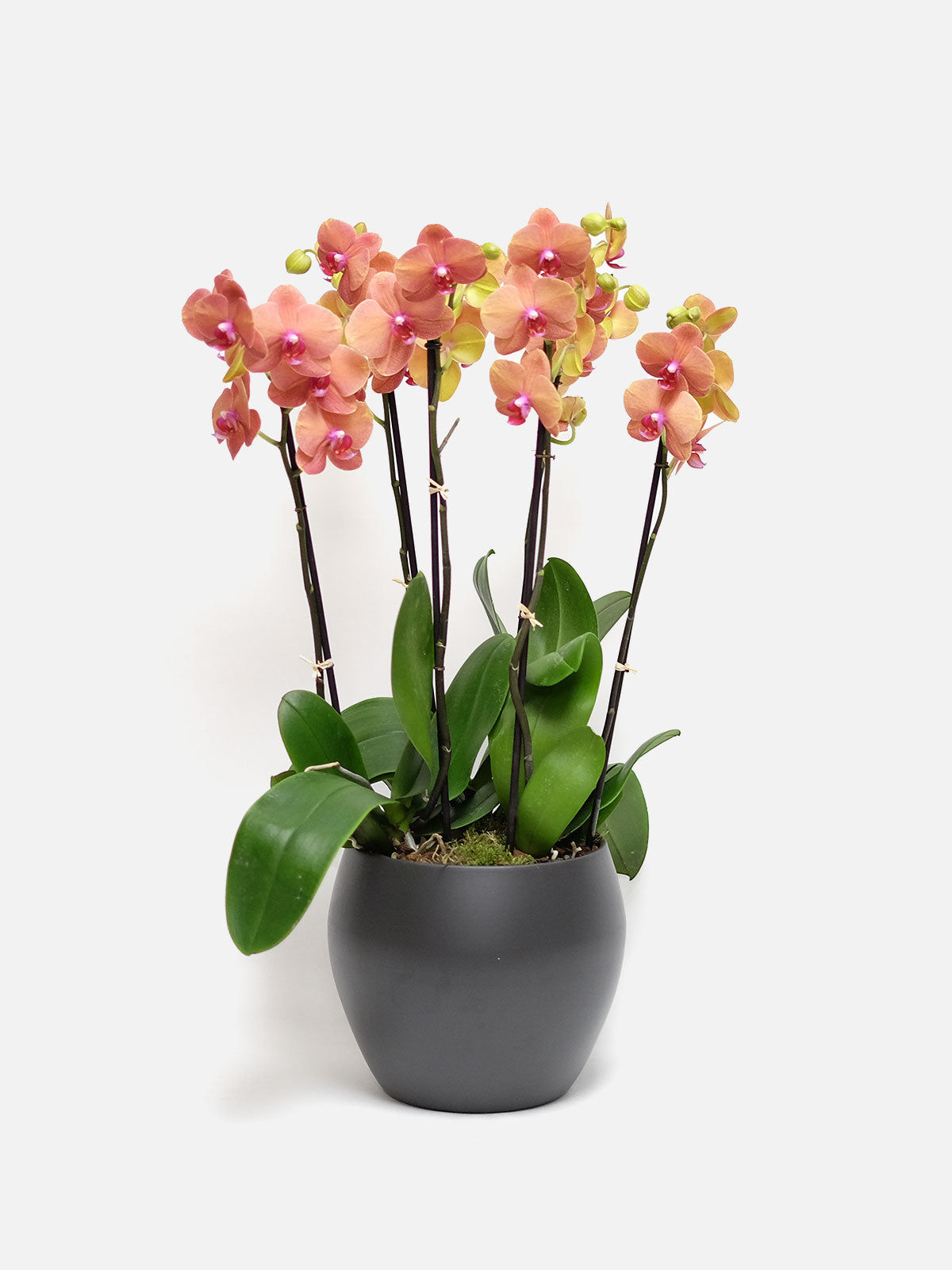 Orange orchid on sale