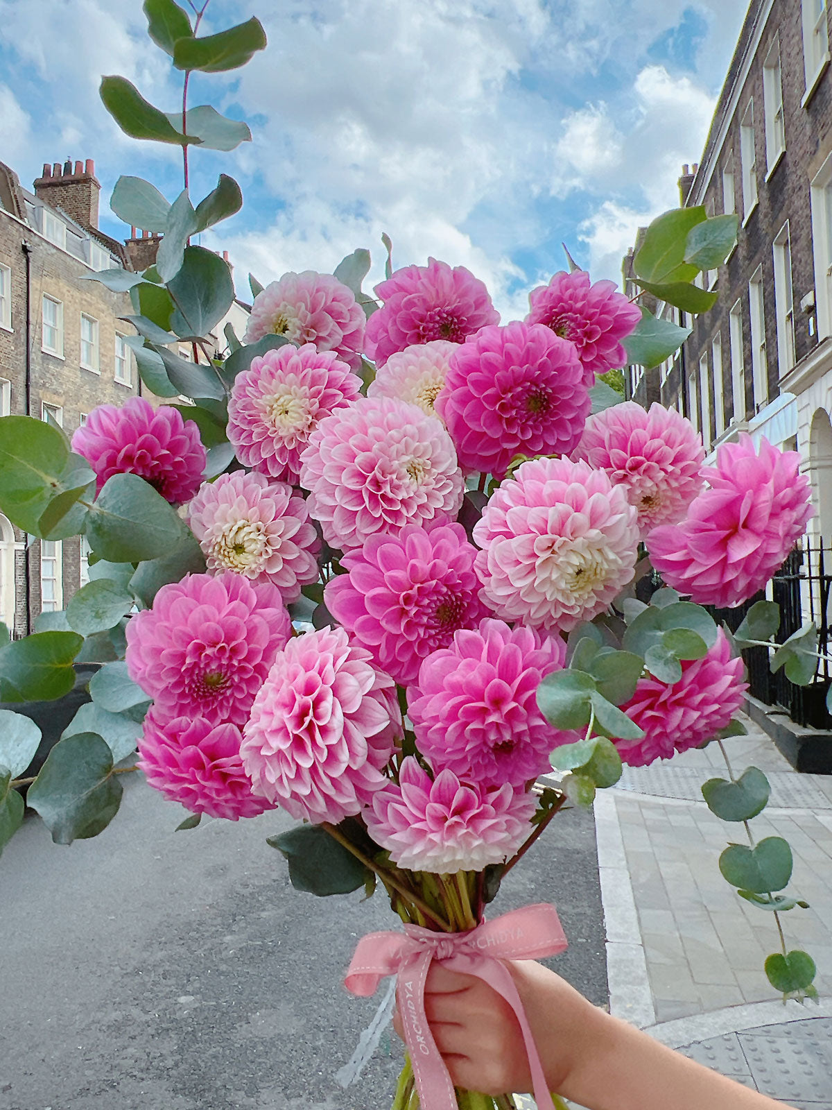 Pink Dahlias