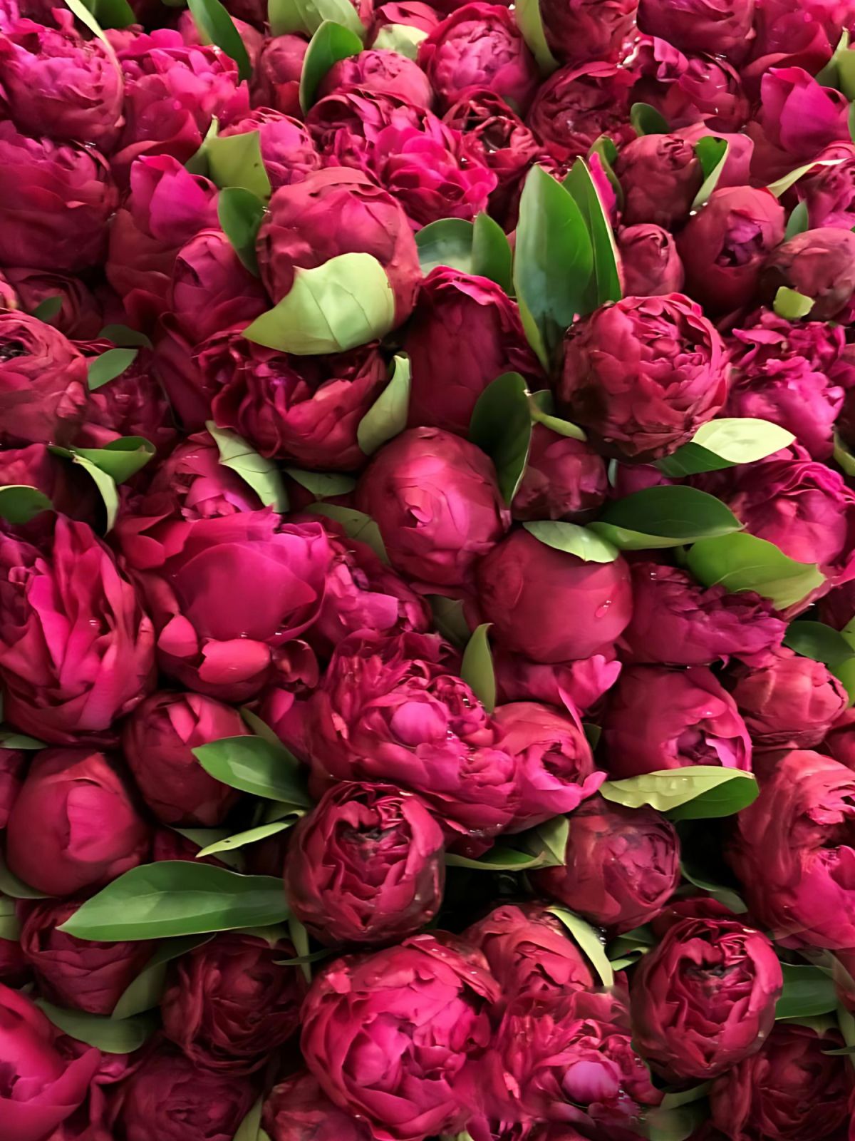 Dark Purple Peony Bouquet