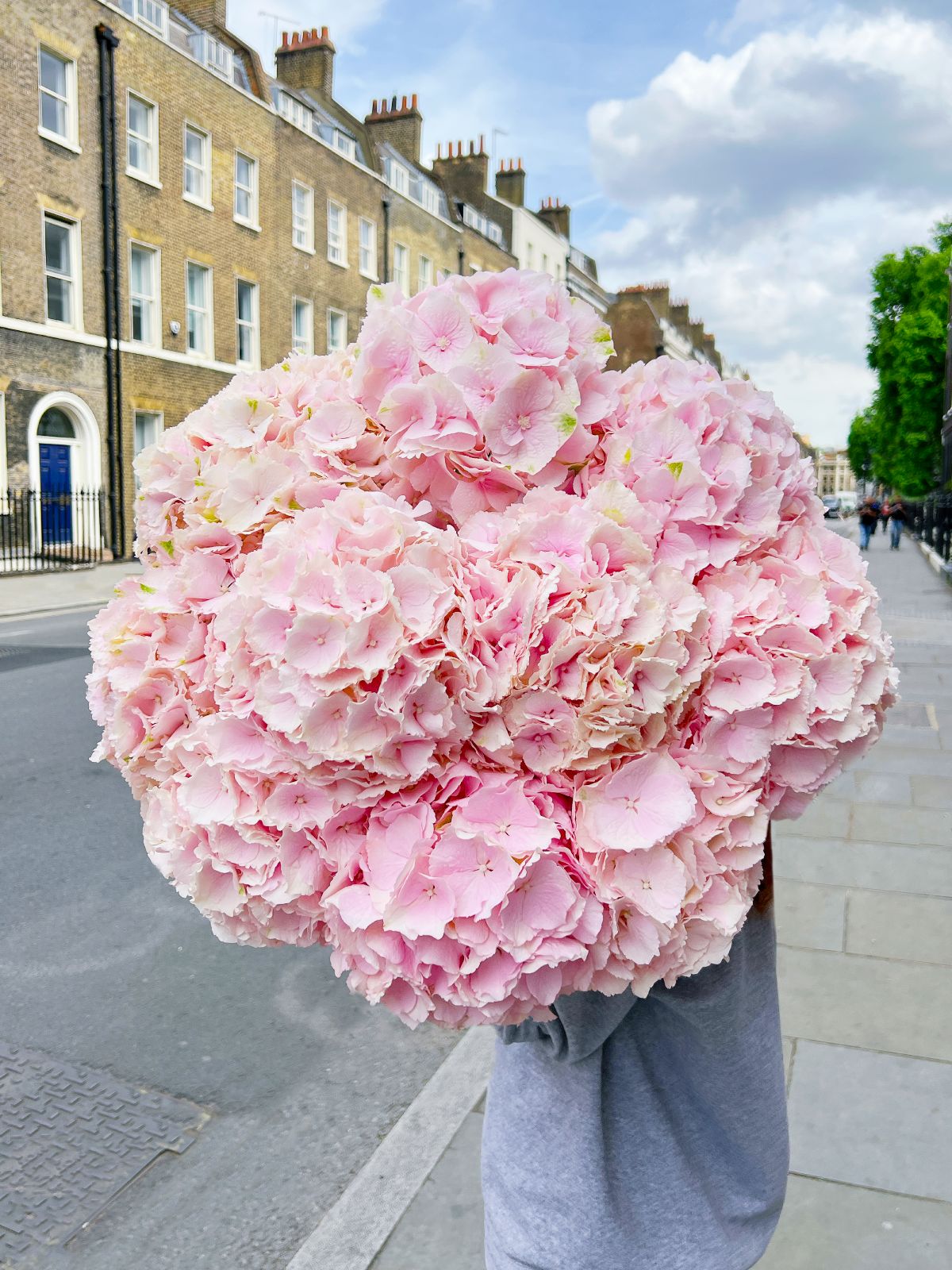 Pink Hydrangea