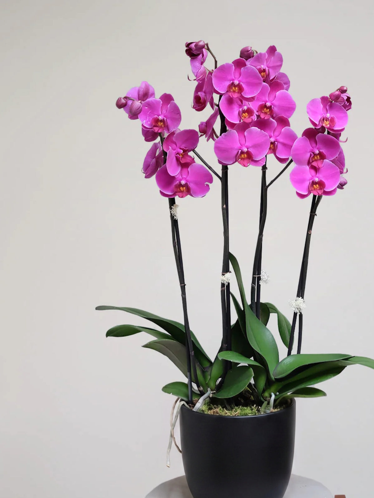 Hot Lips