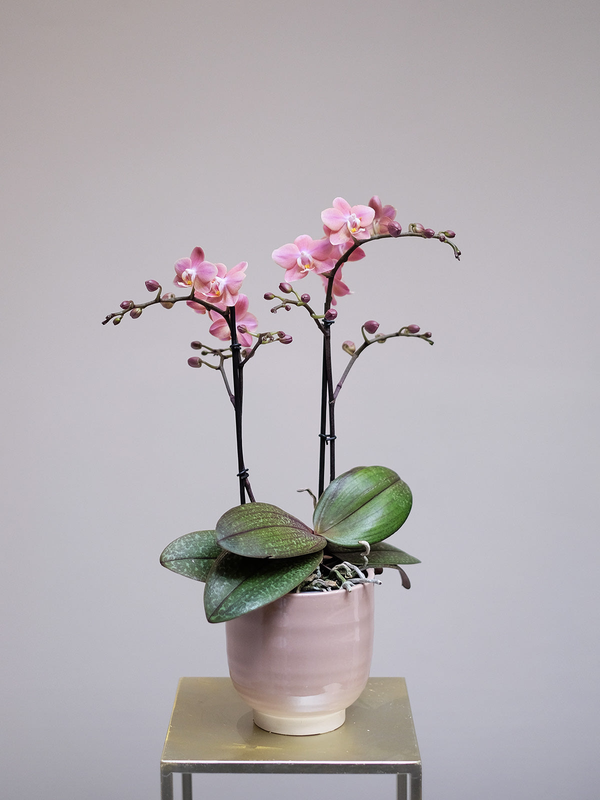 Posh Pink