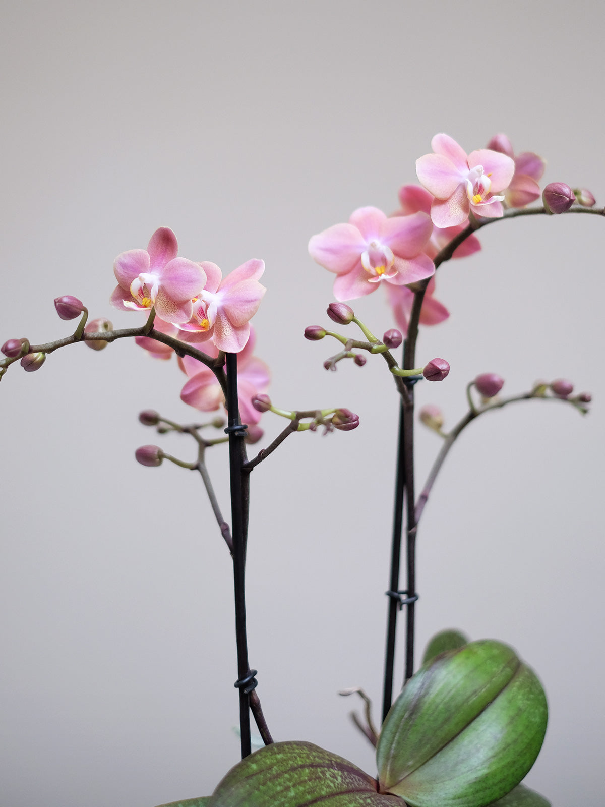 Posh Pink