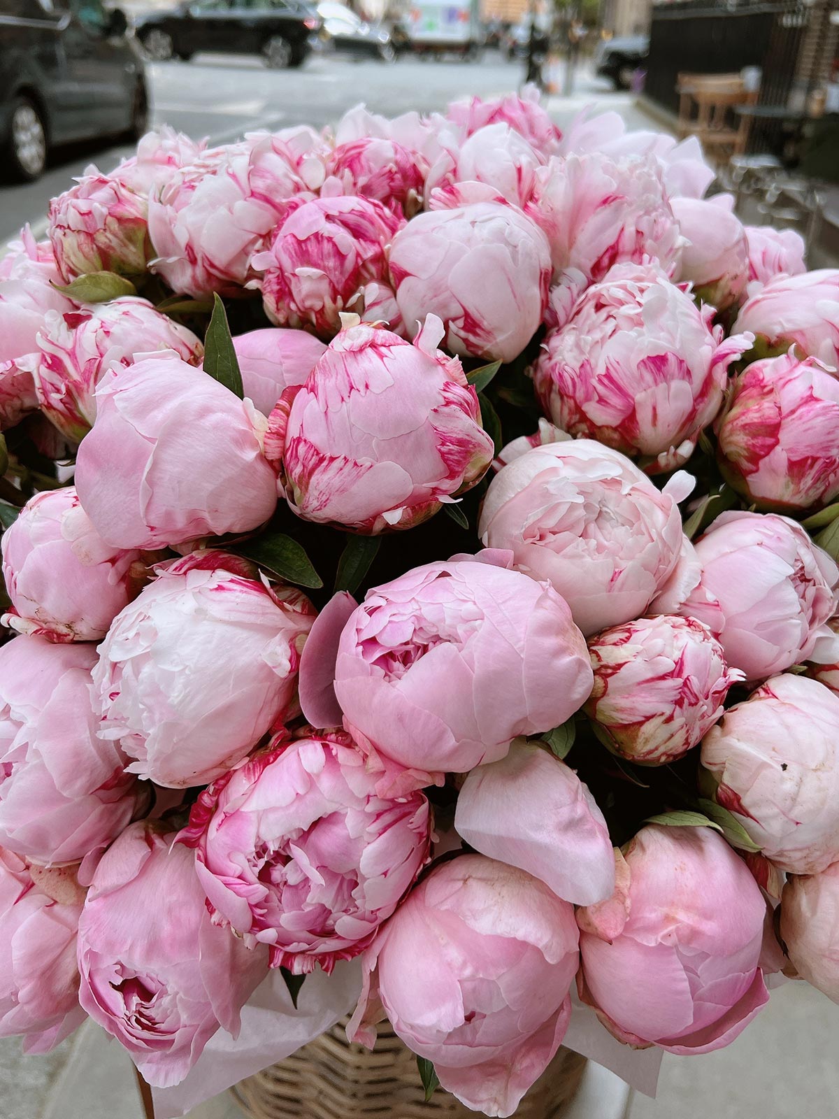 Peony Bliss